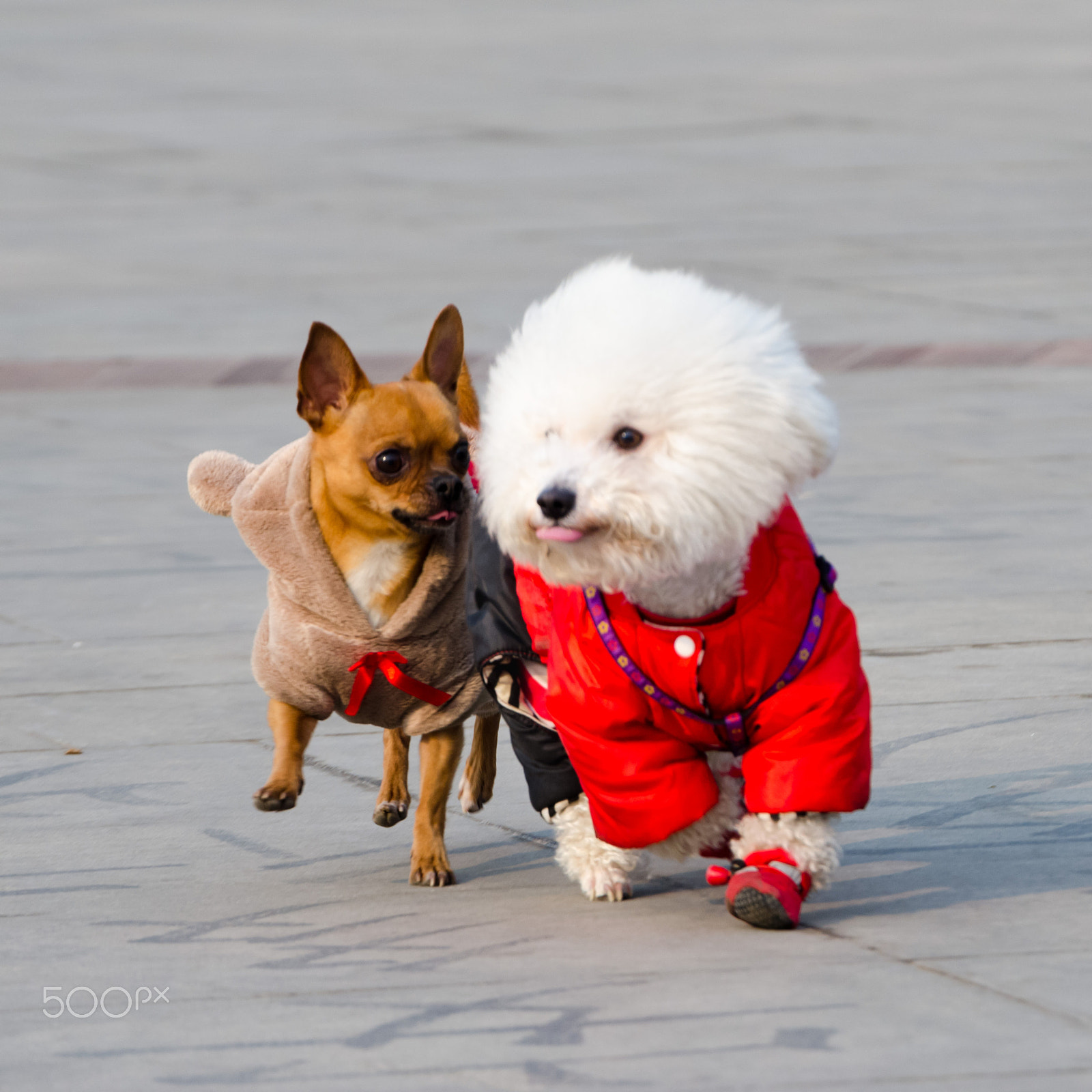 Nikon AF-S Nikkor 70-200mm F2.8G ED VR II sample photo. Cute doggies photography