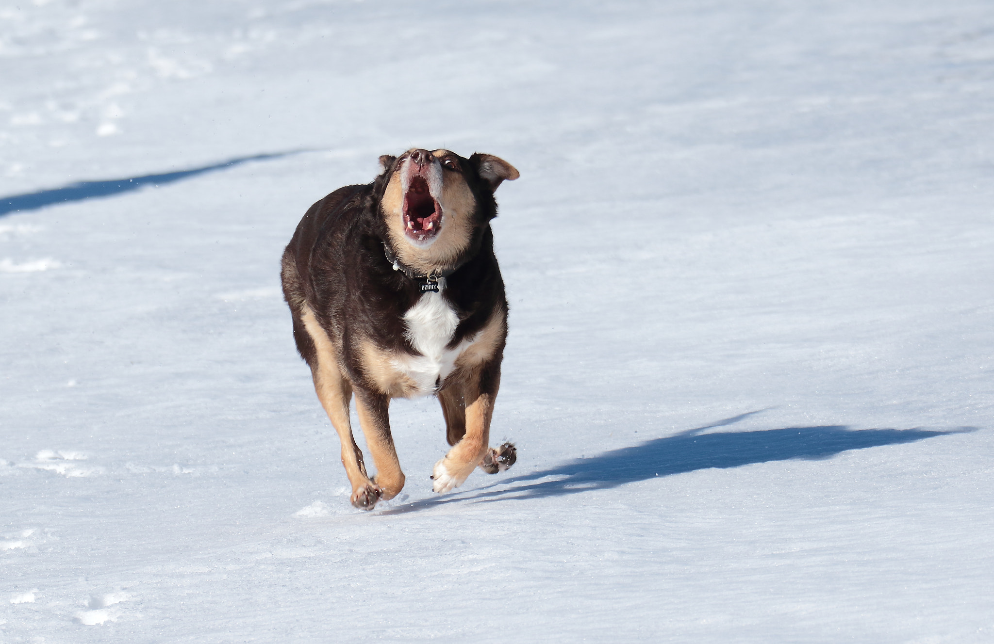 Canon EOS 7D Mark II sample photo. Wild dog / benny photography