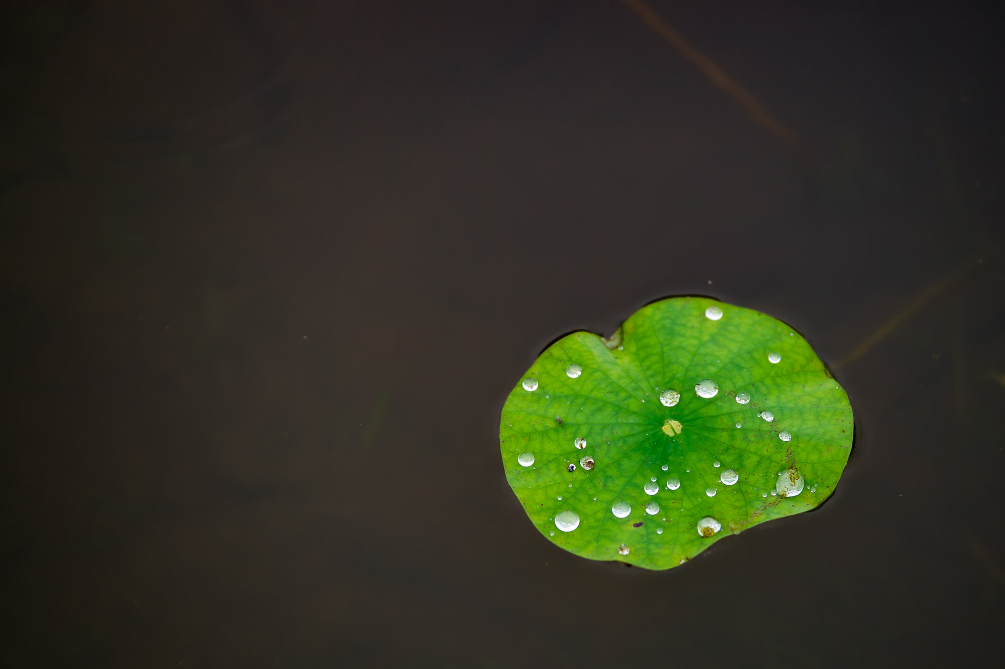 Sony Alpha DSLR-A850 + Tamron SP AF 70-200mm F2.8 Di LD (IF) MACRO sample photo. 연잎 photography