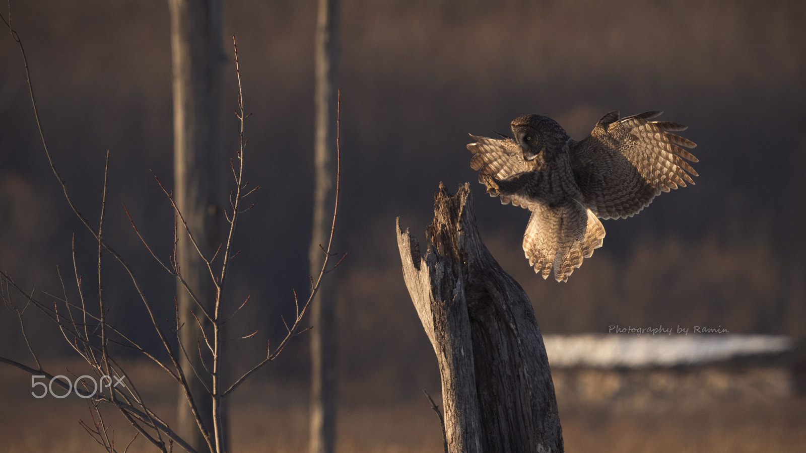 Canon EF 500mm F4L IS II USM sample photo. Golden touch !! photography