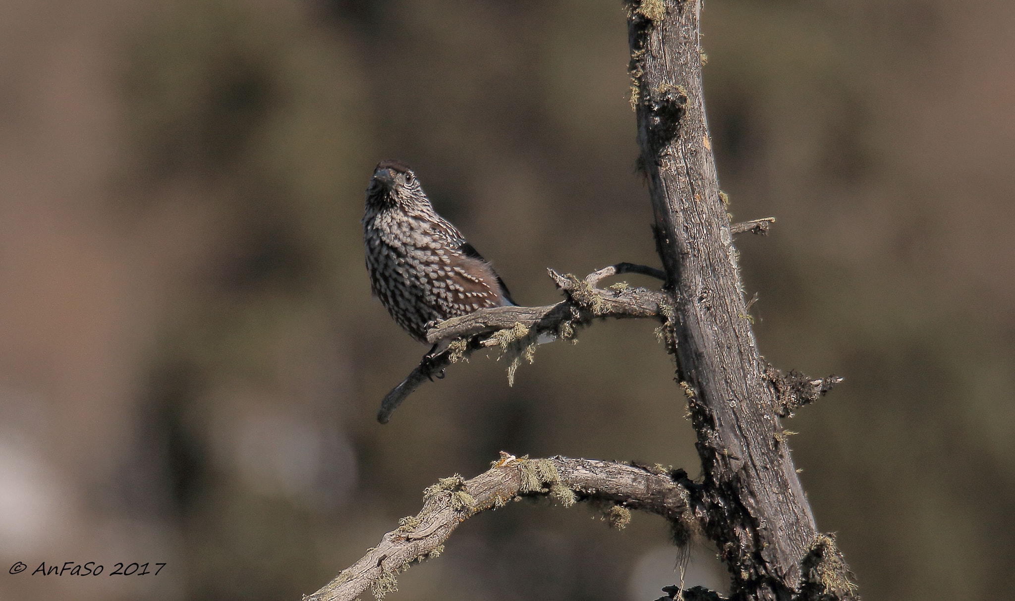 Sigma 150-600mm F5-6.3 DG OS HSM | S sample photo. Nocciolaia - nucifraga caryocatactes photography