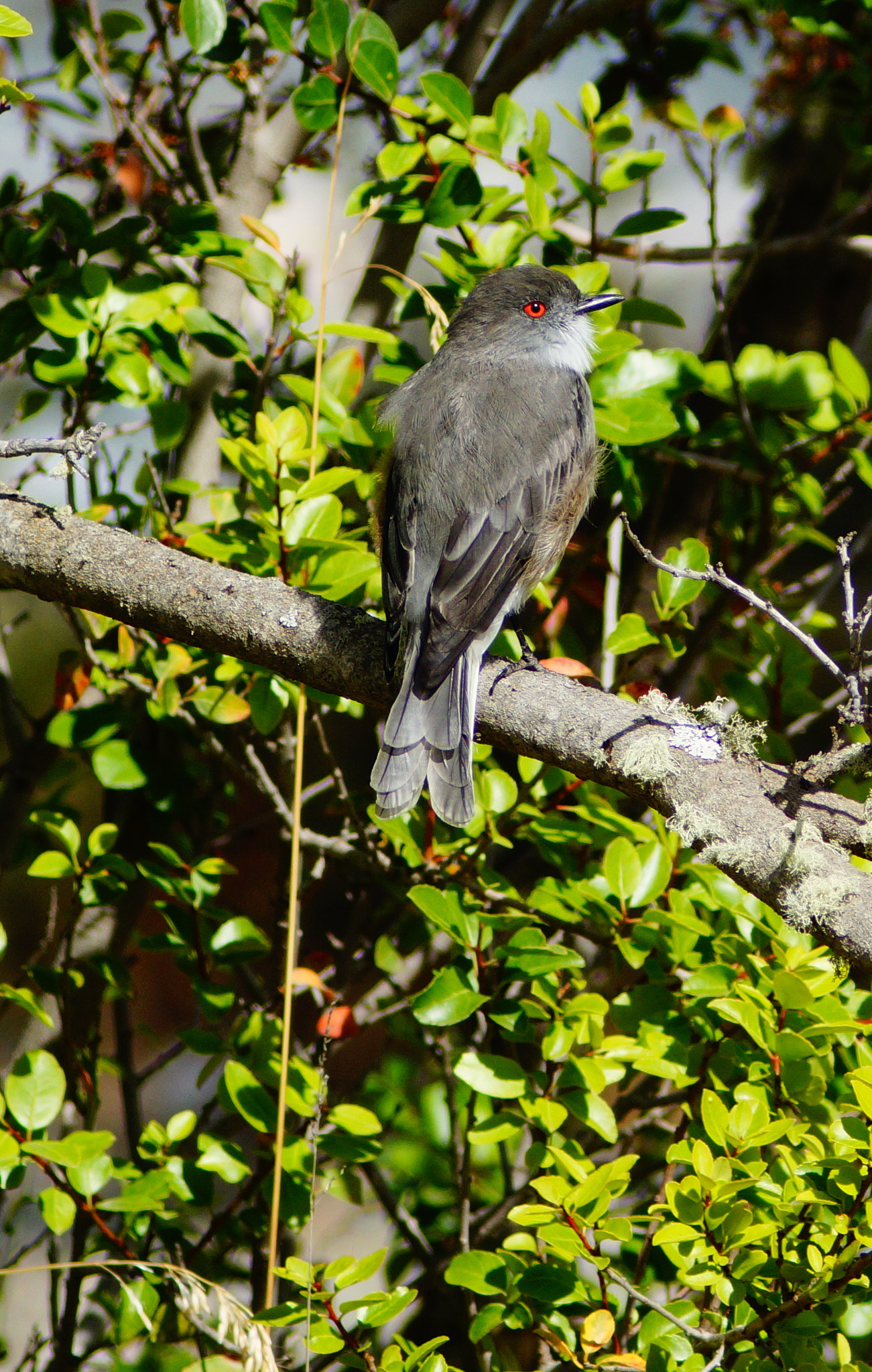 Sony 75-300mm F4.5-5.6 sample photo. Xolmis pyrope photography
