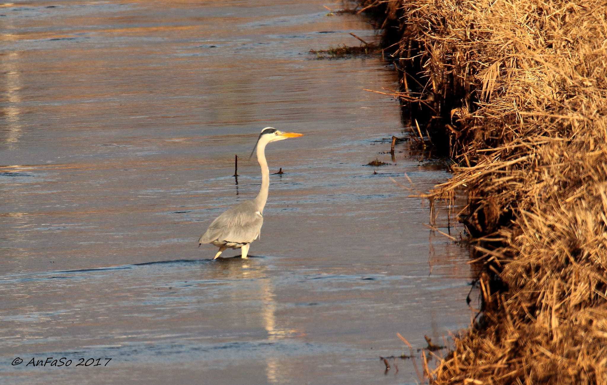 Canon EOS 7D Mark II sample photo. Airone cenerino - ardea cinerea photography