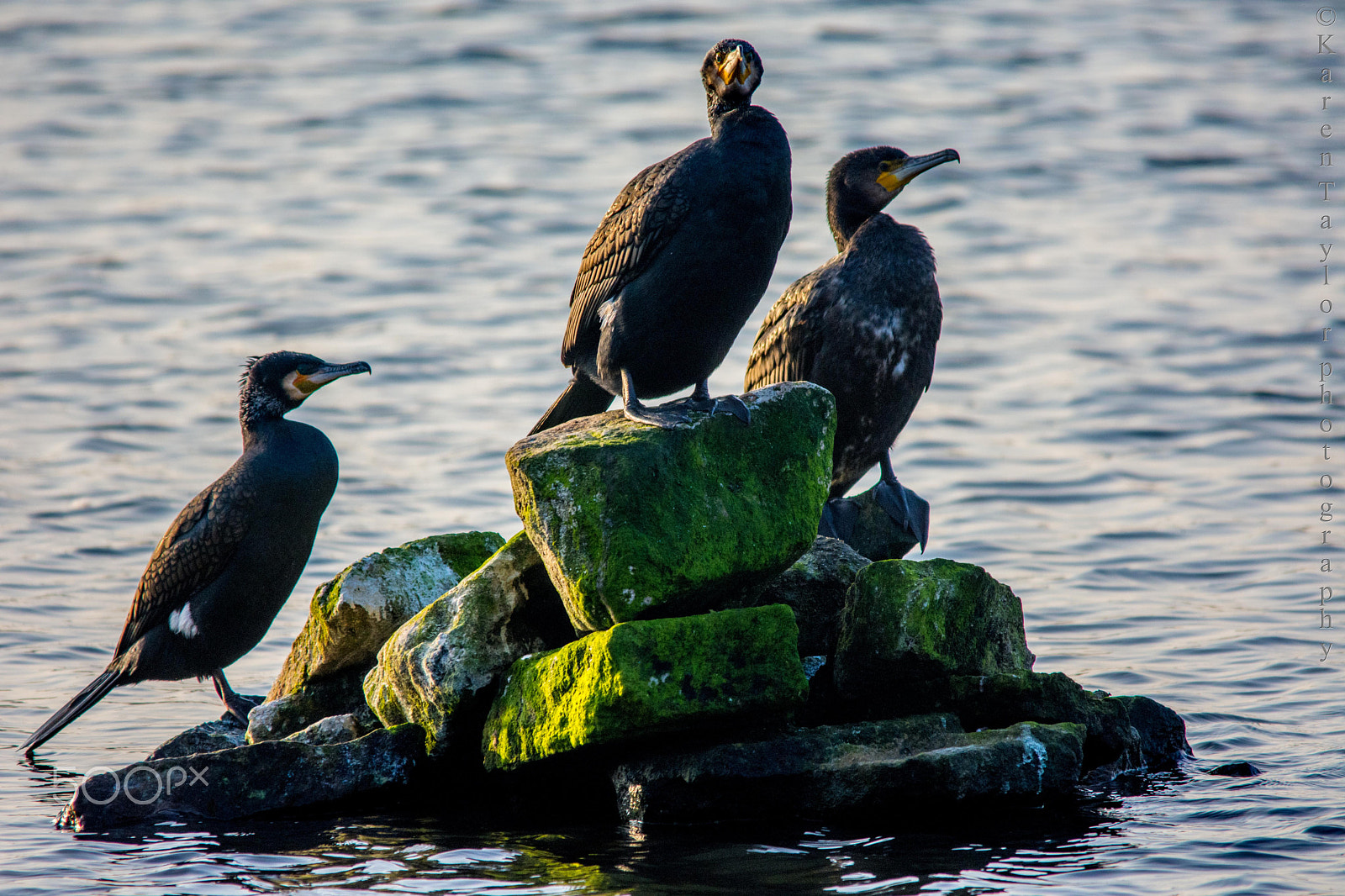Sigma 150-500mm F5-6.3 DG OS HSM sample photo. 3s photography