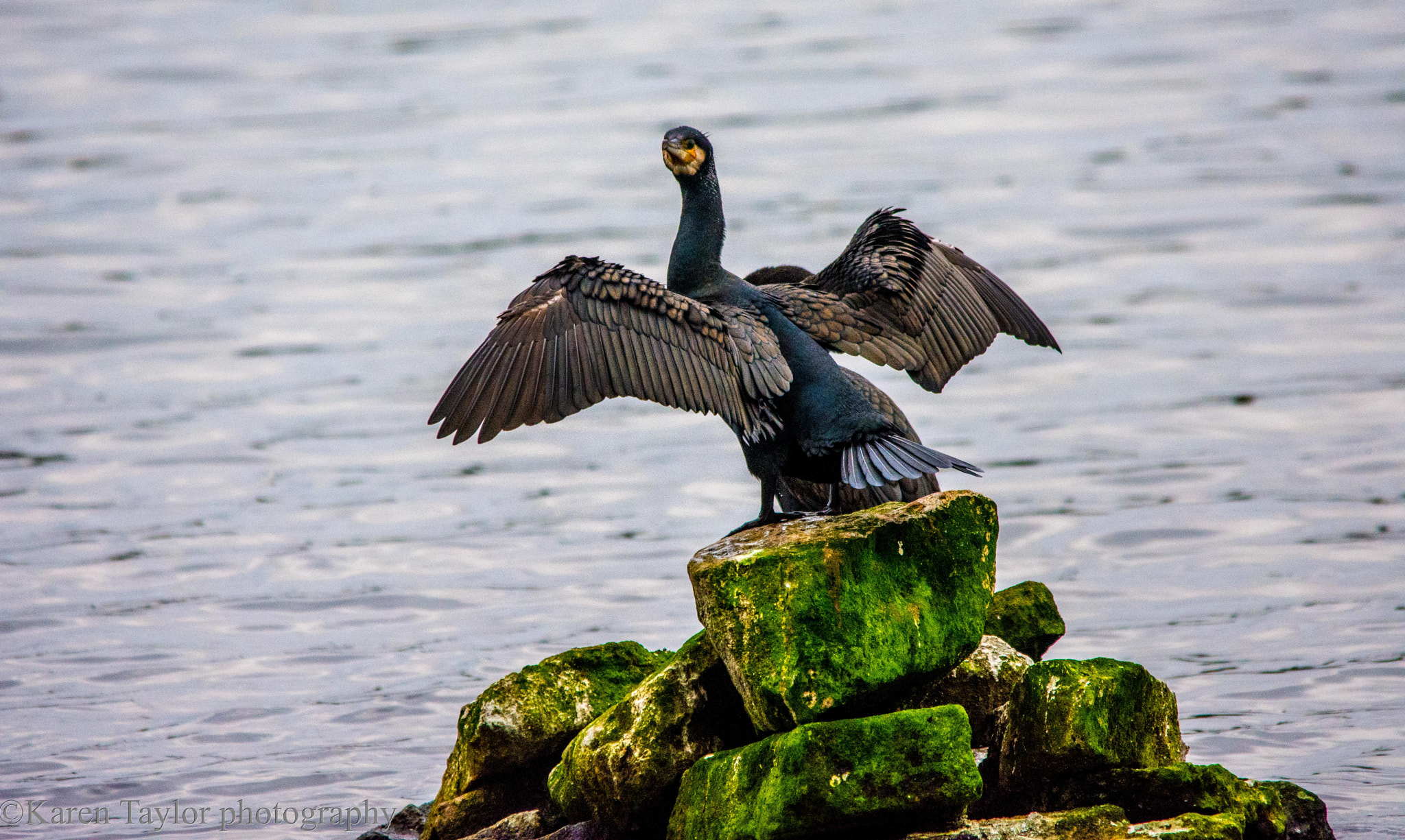 Sigma 150-500mm F5-6.3 DG OS HSM sample photo. Drying off photography