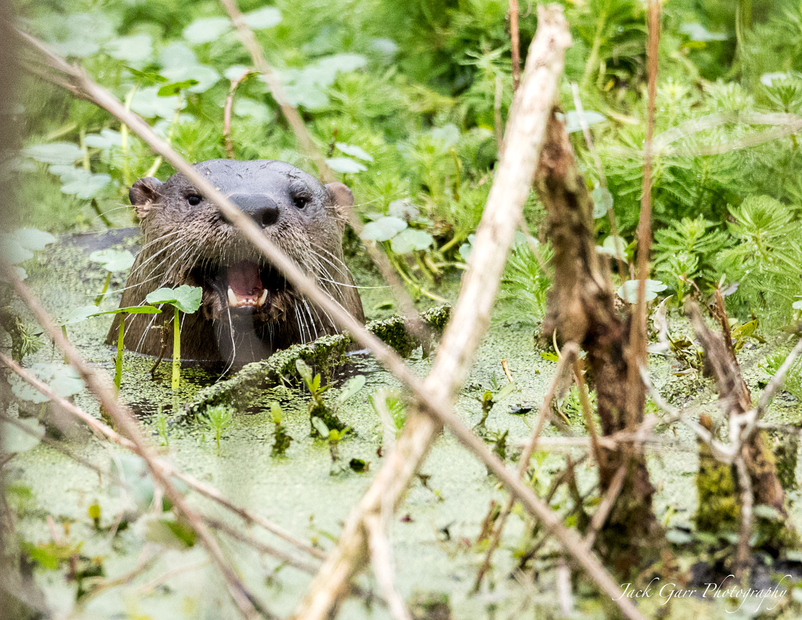 Canon EOS-1D X Mark II sample photo. Otter in swamp photography