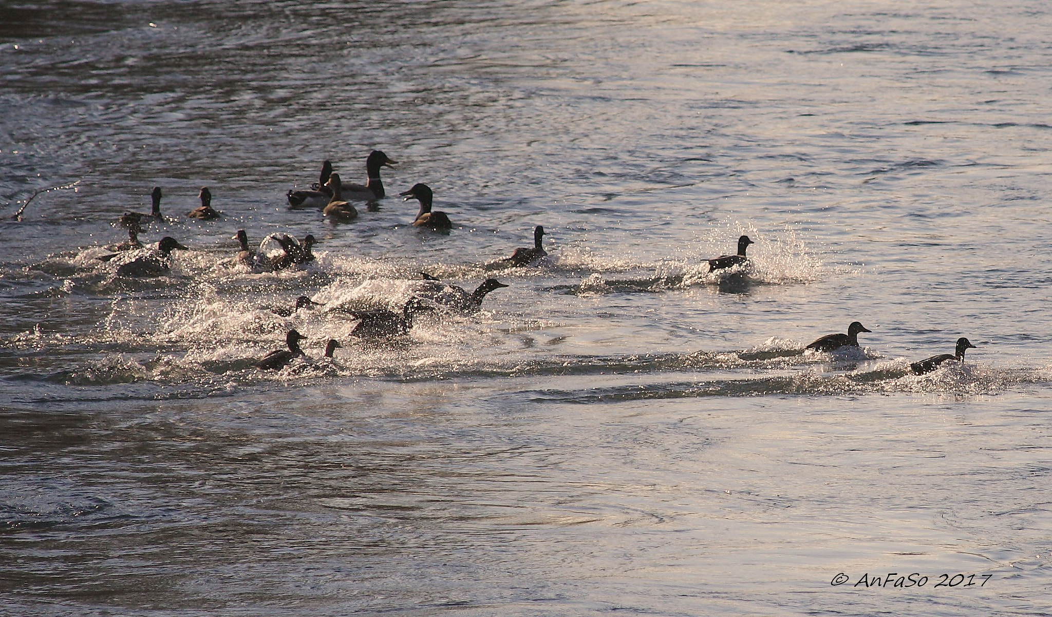 Canon EF 70-300mm F4-5.6 IS USM sample photo. Splash !!!!! photography