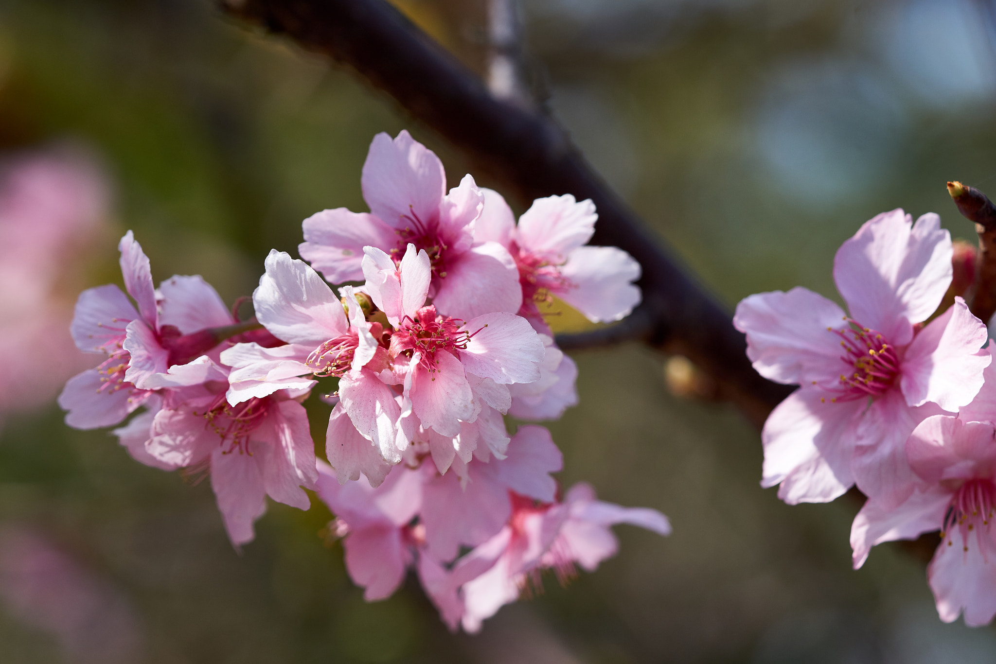 Sony a5100 + Sony FE 90mm F2.8 Macro G OSS sample photo. 32876893941.jpg photography