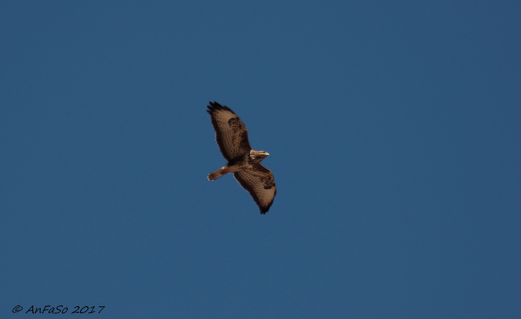 Sigma 150-600mm F5-6.3 DG OS HSM | S sample photo. The lady - buteo buteo - poiana . common buzzard photography