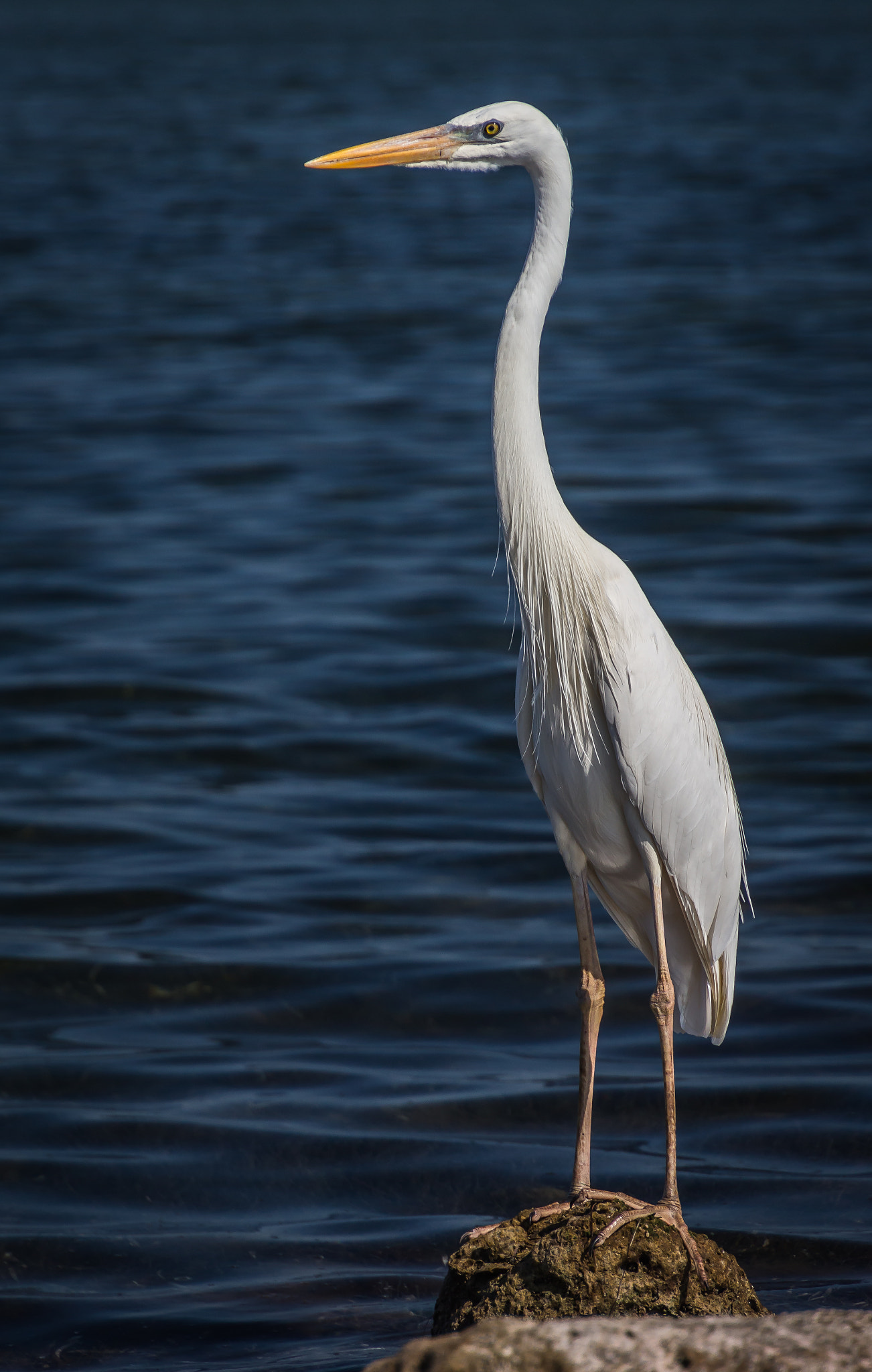 Canon EOS 100D (EOS Rebel SL1 / EOS Kiss X7) sample photo. White heron photography