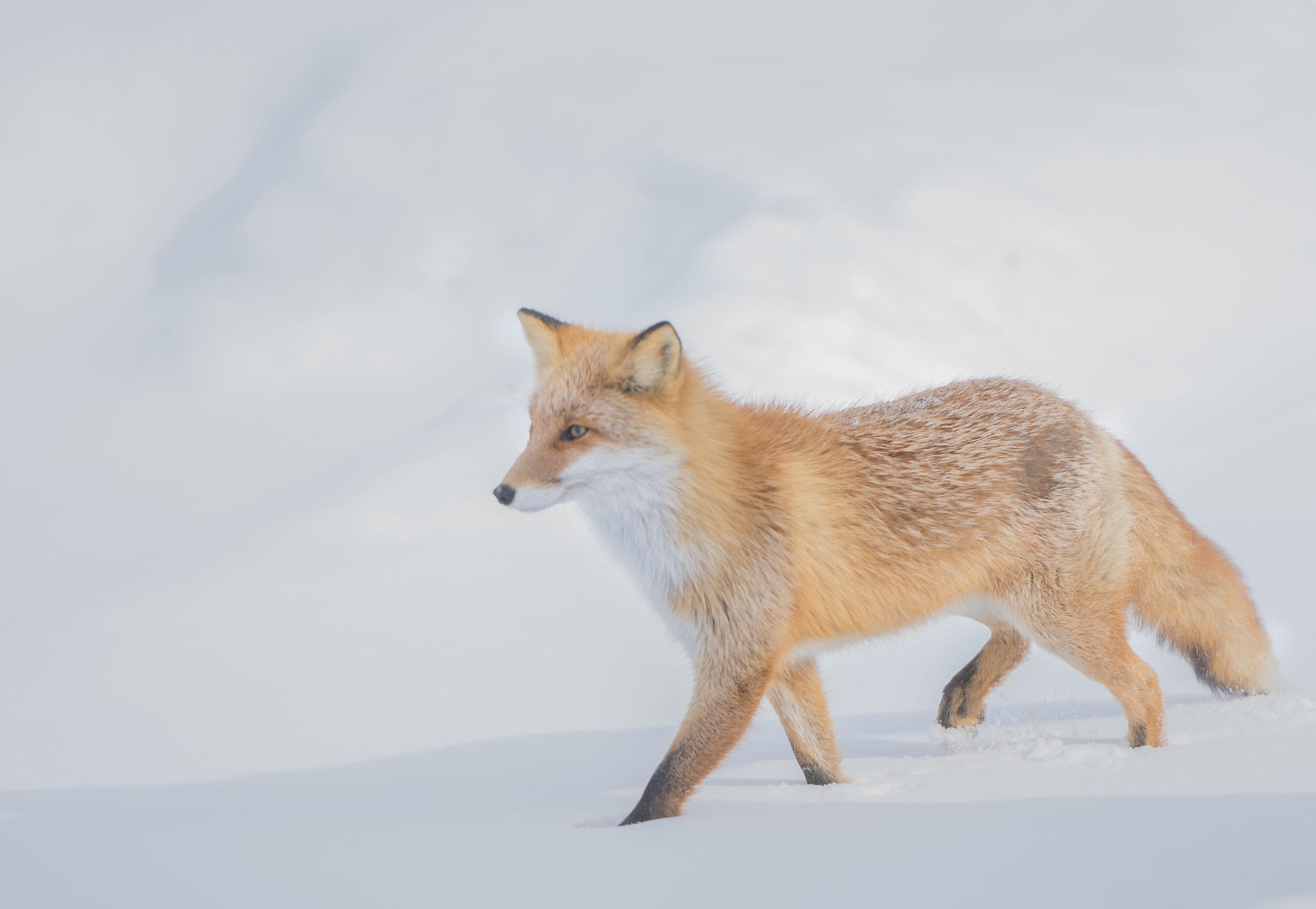 Sony FE 70-200mm F2.8 GM OSS sample photo. Fox photography