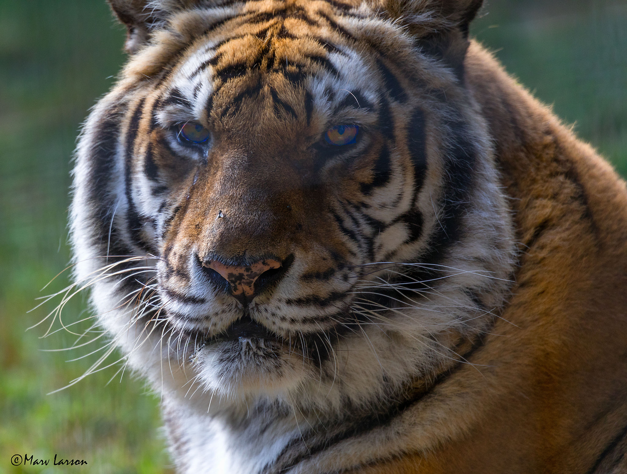 Tamron SP 150-600mm F5-6.3 Di VC USD sample photo. Bengal tiger photography