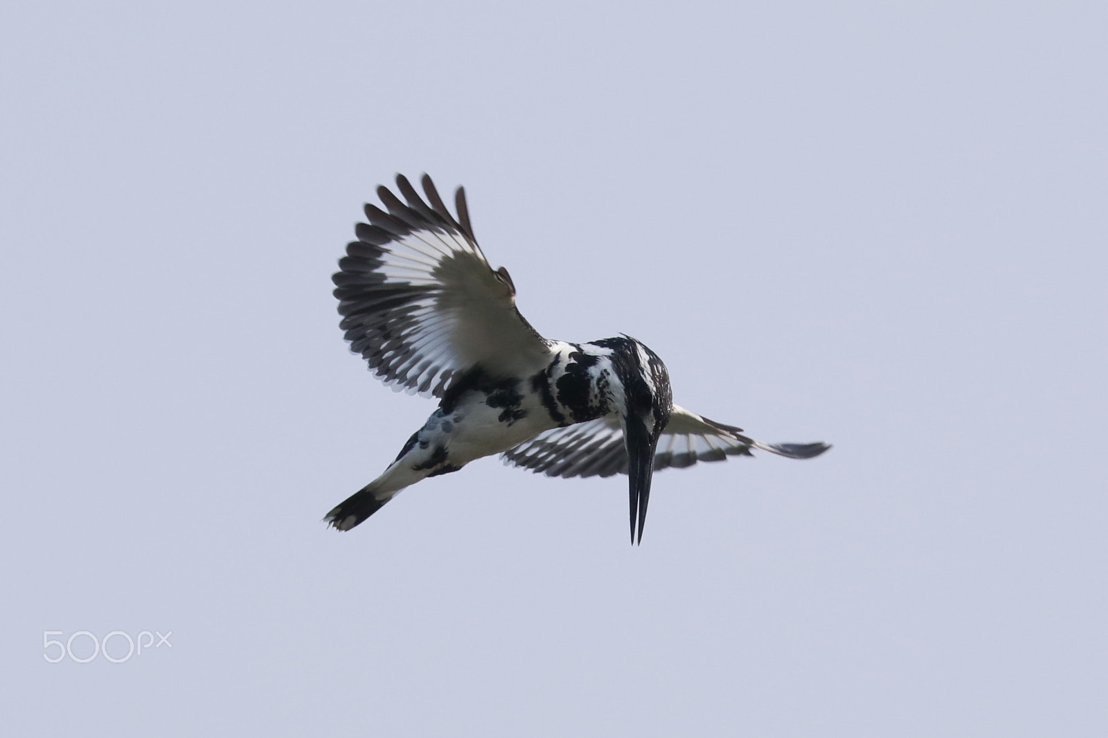 Canon EOS 80D sample photo. Pied-kingfisher photography