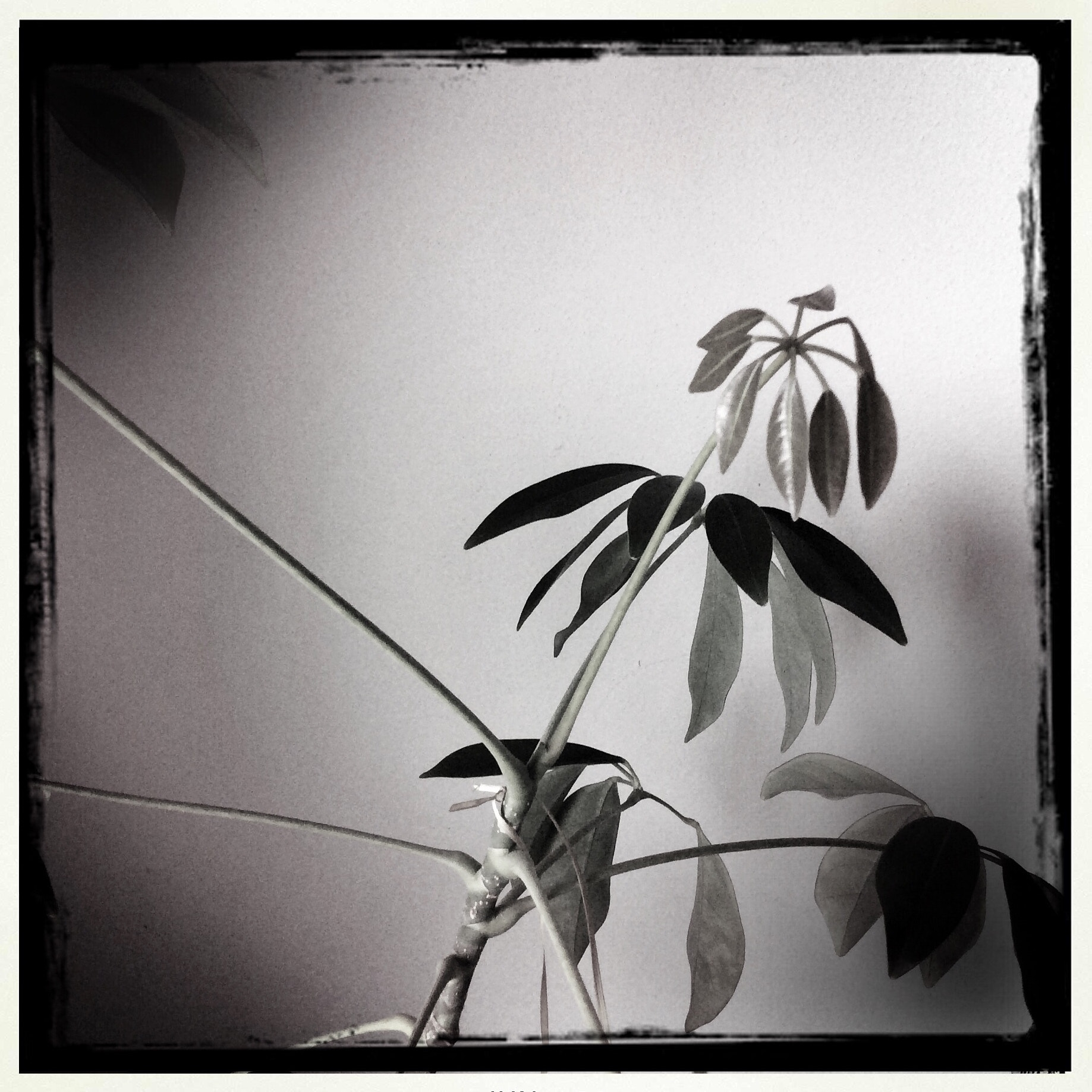 Hipstamatic 275 sample photo. Plant bnw photography
