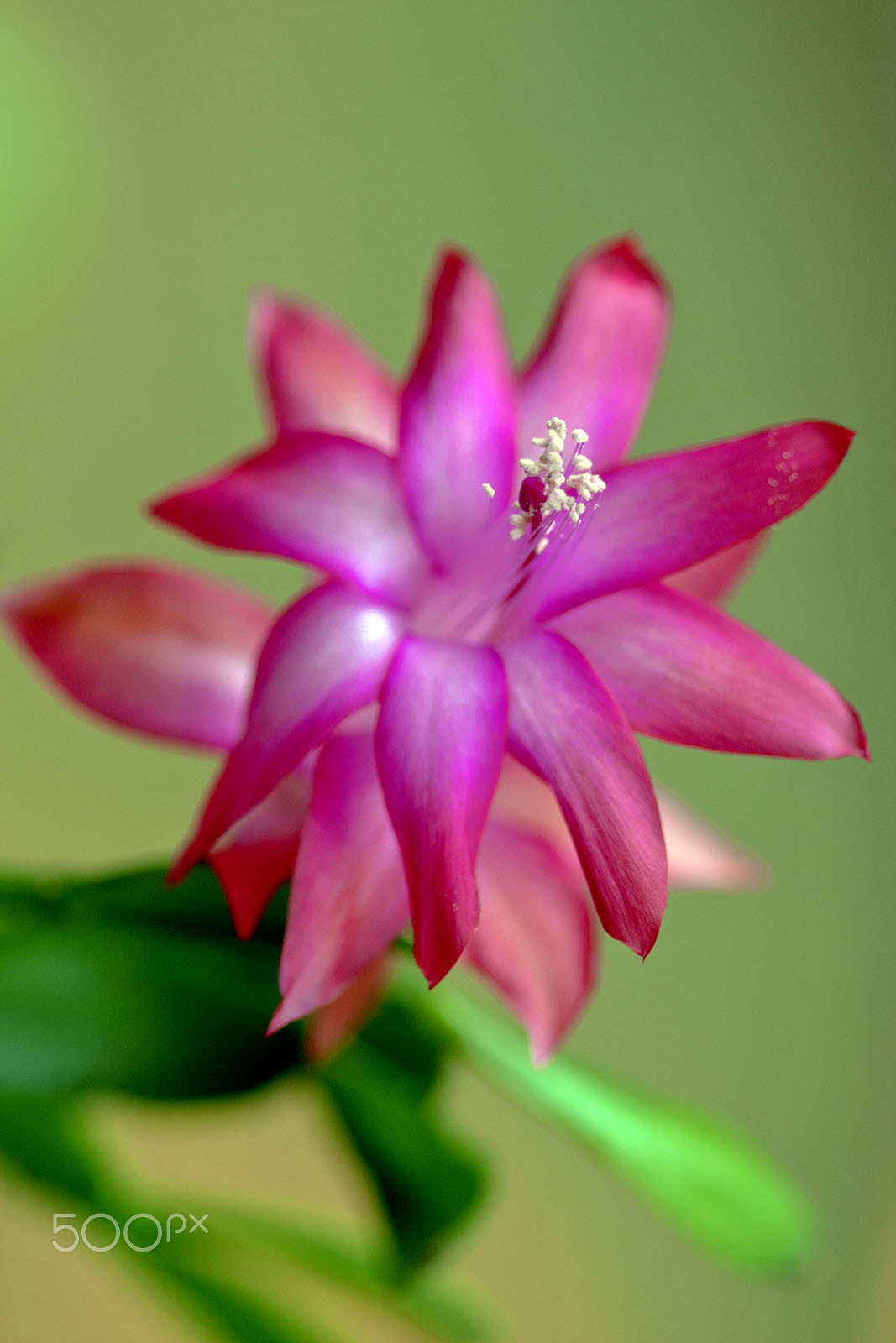 Canon EF 100mm F2.8 Macro USM sample photo. Christmas cactus photography
