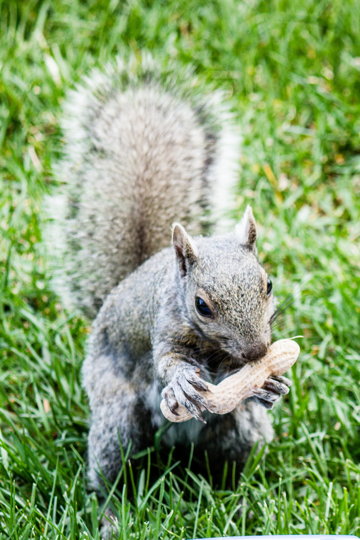 Canon EF-S 55-250mm F4-5.6 IS II sample photo. Squirrel enjoying a peanut photography