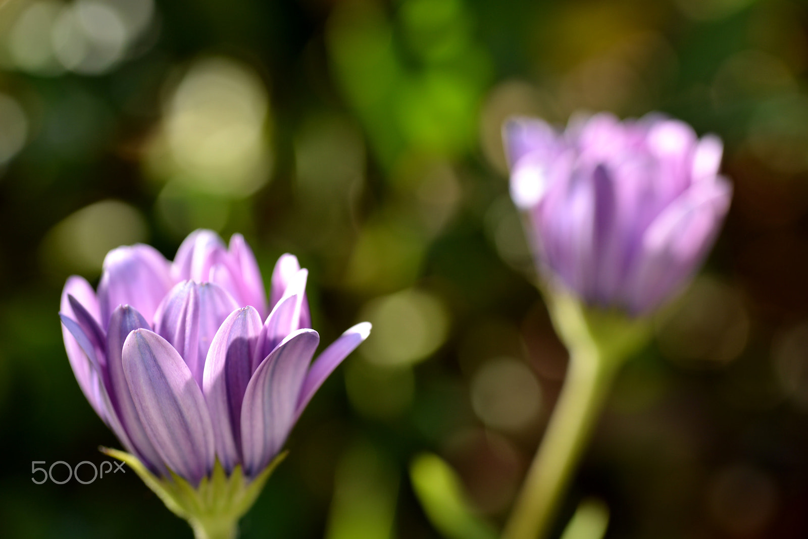 Nikon D600 sample photo. Purple stripes photography