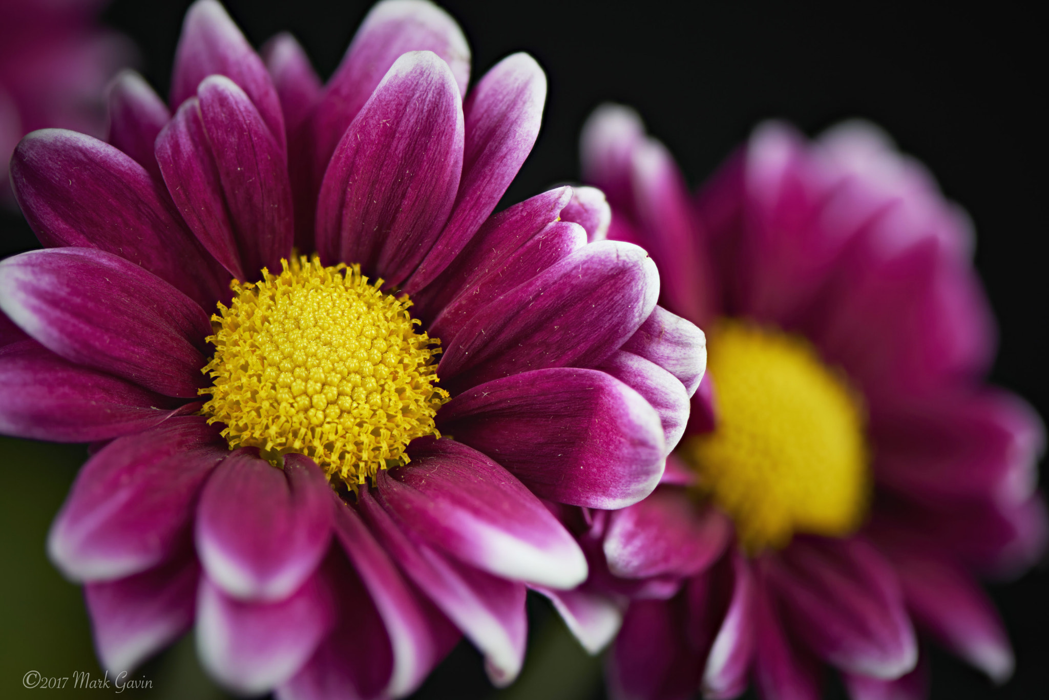 Nikon D800E + Nikon AF-S Micro-Nikkor 105mm F2.8G IF-ED VR sample photo. Yellow and purple flower focus stacked photography