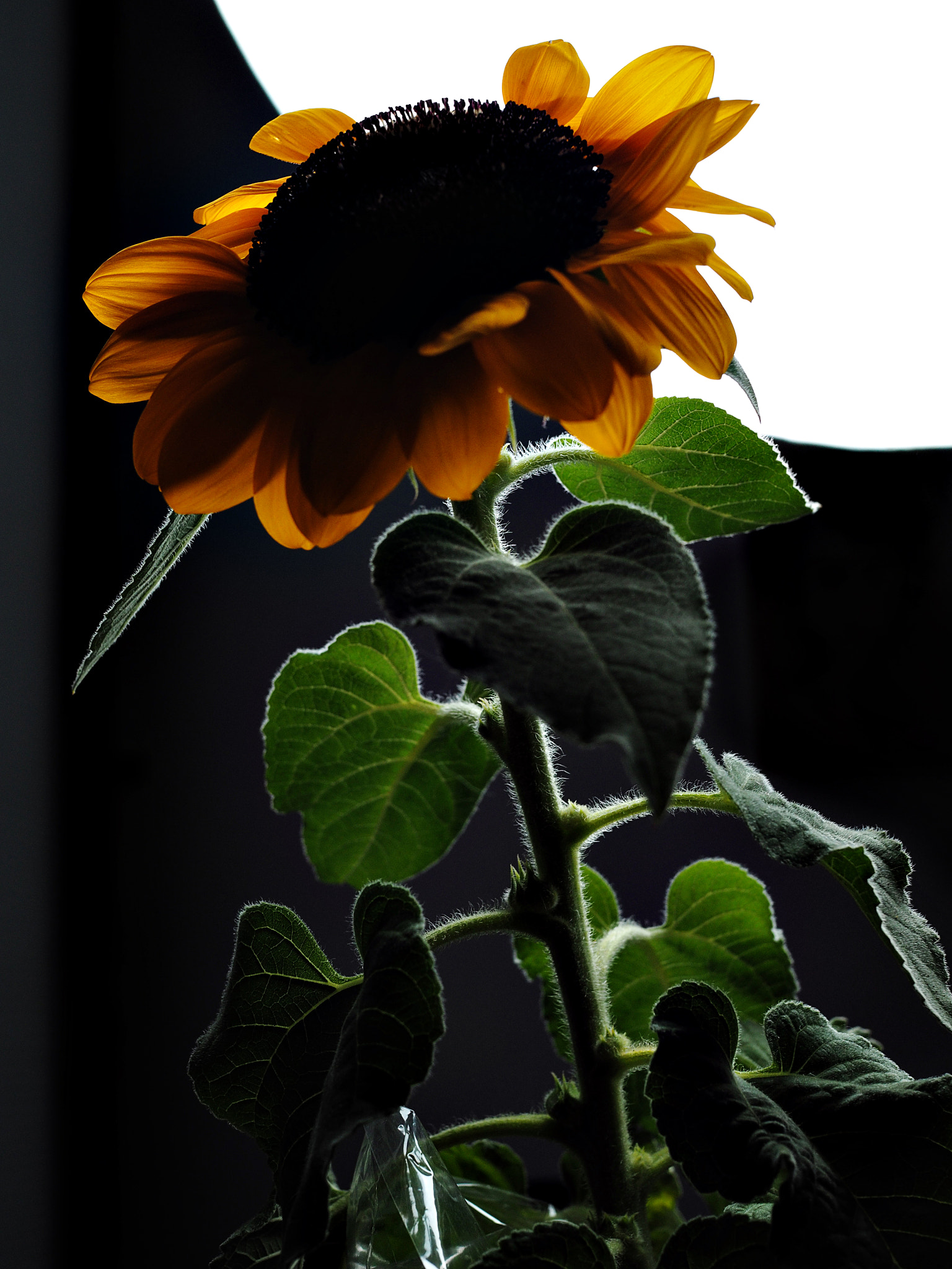 Olympus OM-D E-M5 II sample photo. Girasol 2 photography