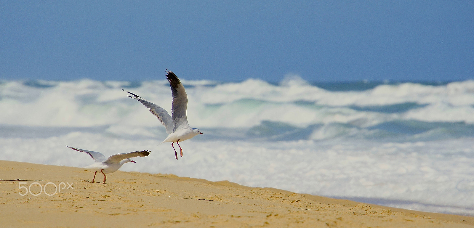 Sony Alpha NEX-3 + Sony E 18-200mm F3.5-6.3 OSS LE sample photo. Take flight photography