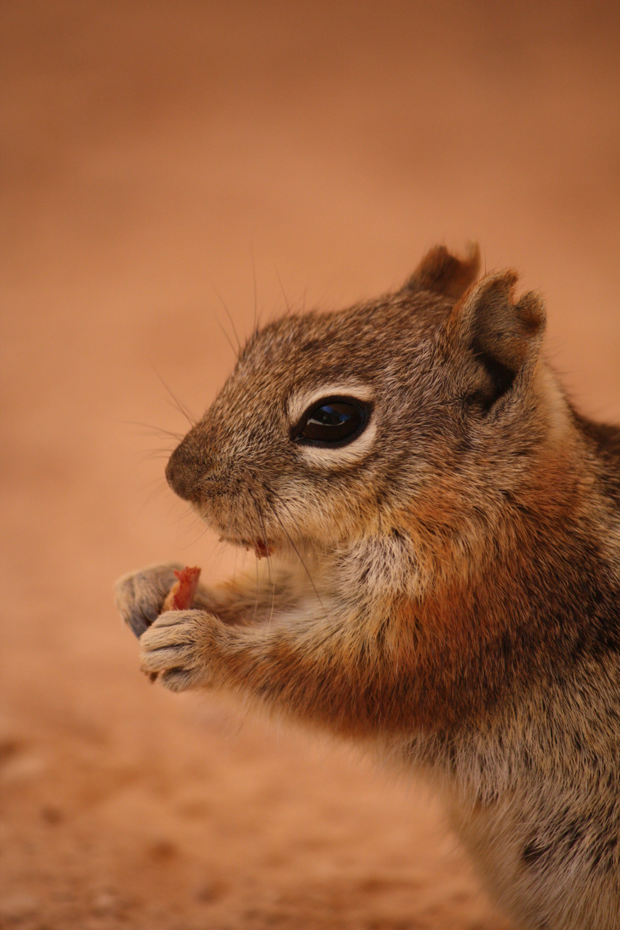 Canon EF-S 55-250mm F4-5.6 IS sample photo. Chipmunk photography
