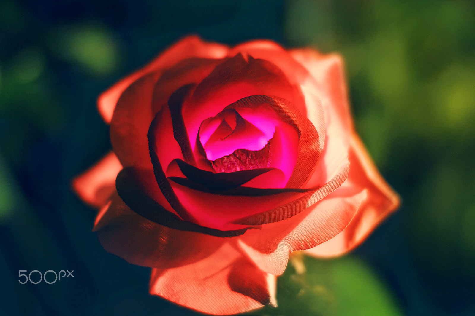 Sigma 50mm F1.4 EX DG HSM sample photo. Nameless flower photography