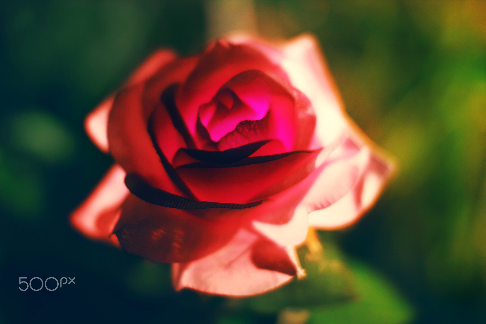 Sigma 50mm F1.4 EX DG HSM sample photo. Nameless flower photography