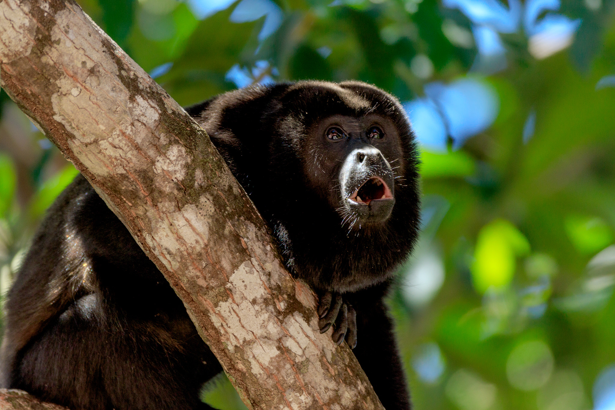 Canon EOS 7D Mark II + Canon EF 600mm f/4L IS sample photo. Mantelbrüllaffe photography