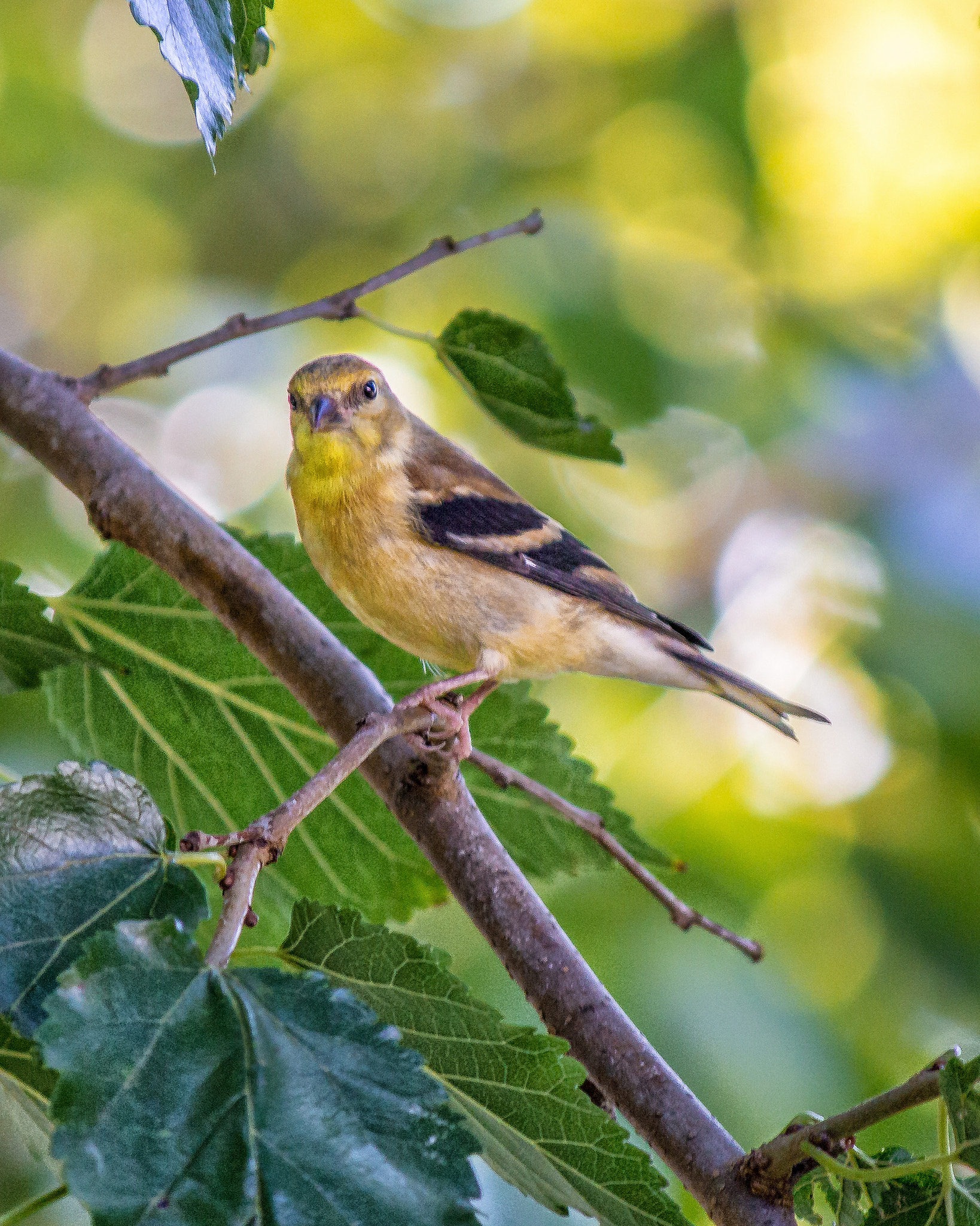 Canon EOS 60D sample photo. Female goldfinch photography