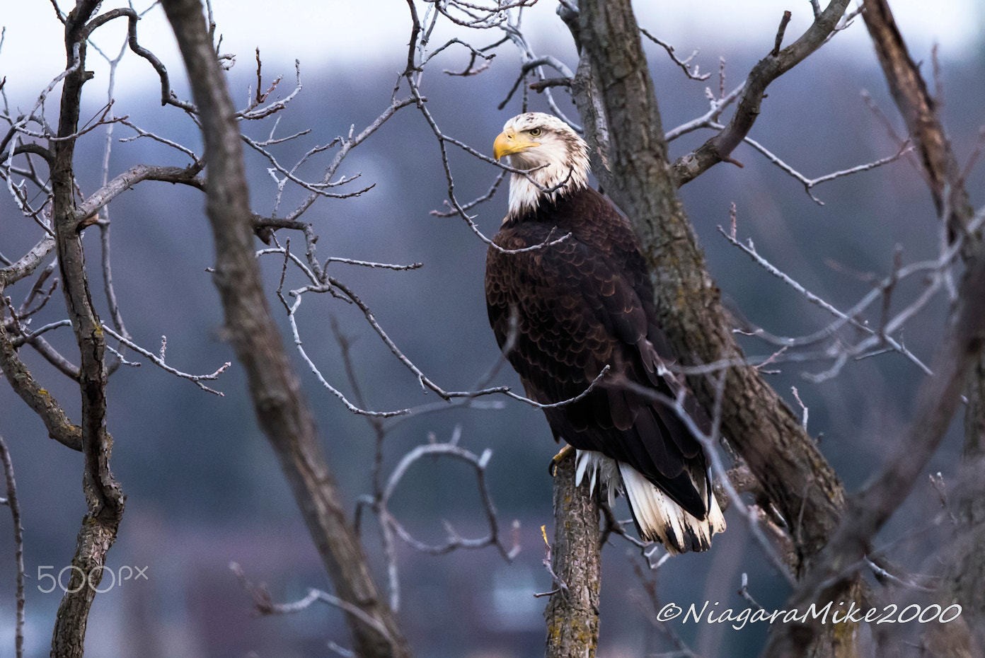 Nikon AF-S Nikkor 400mm F2.8E FL ED VR sample photo. Bald eagle canada photography