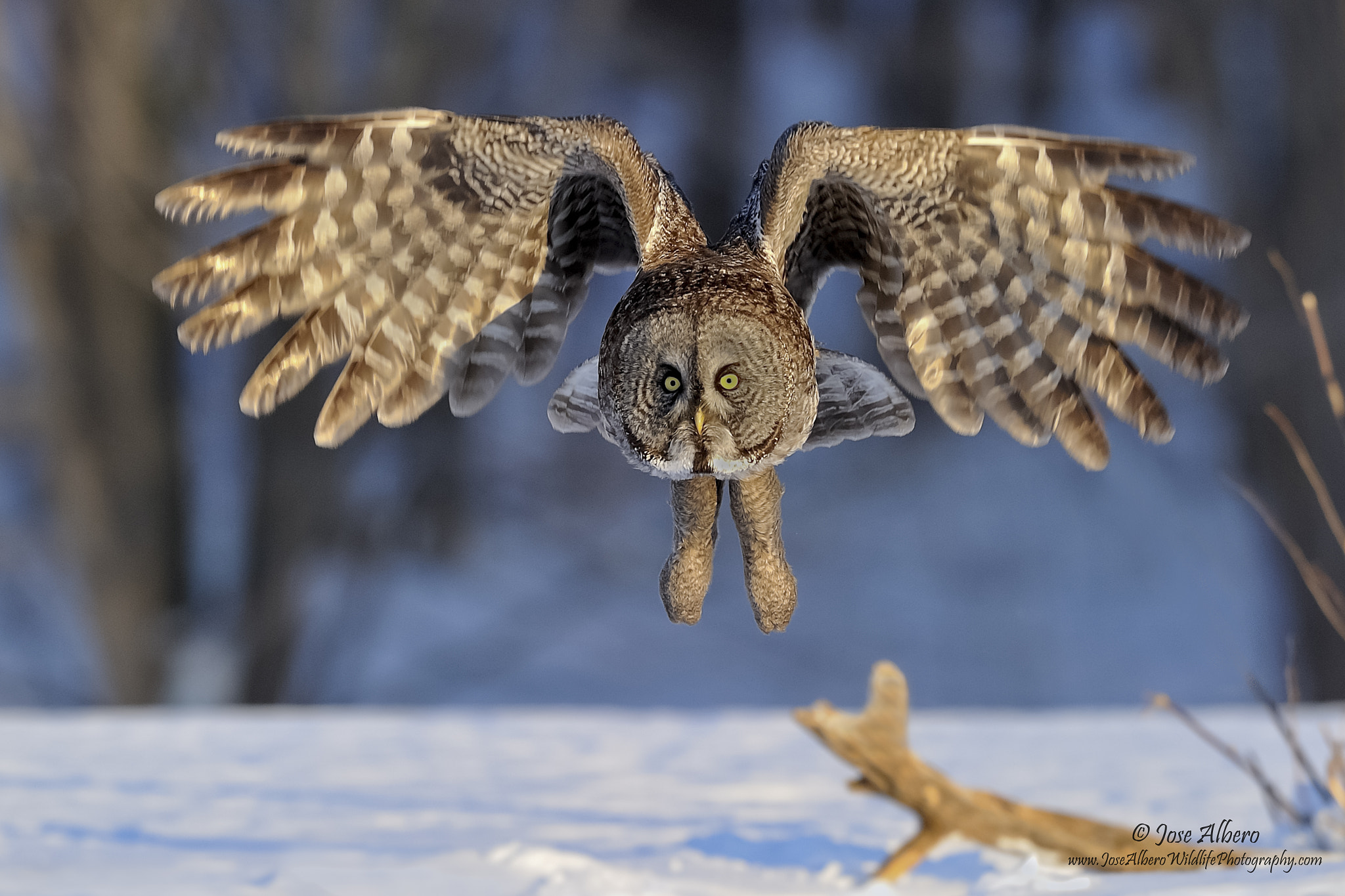 Nikon AF-S Nikkor 500mm F4D ED-IF II sample photo. Great gray owl photography