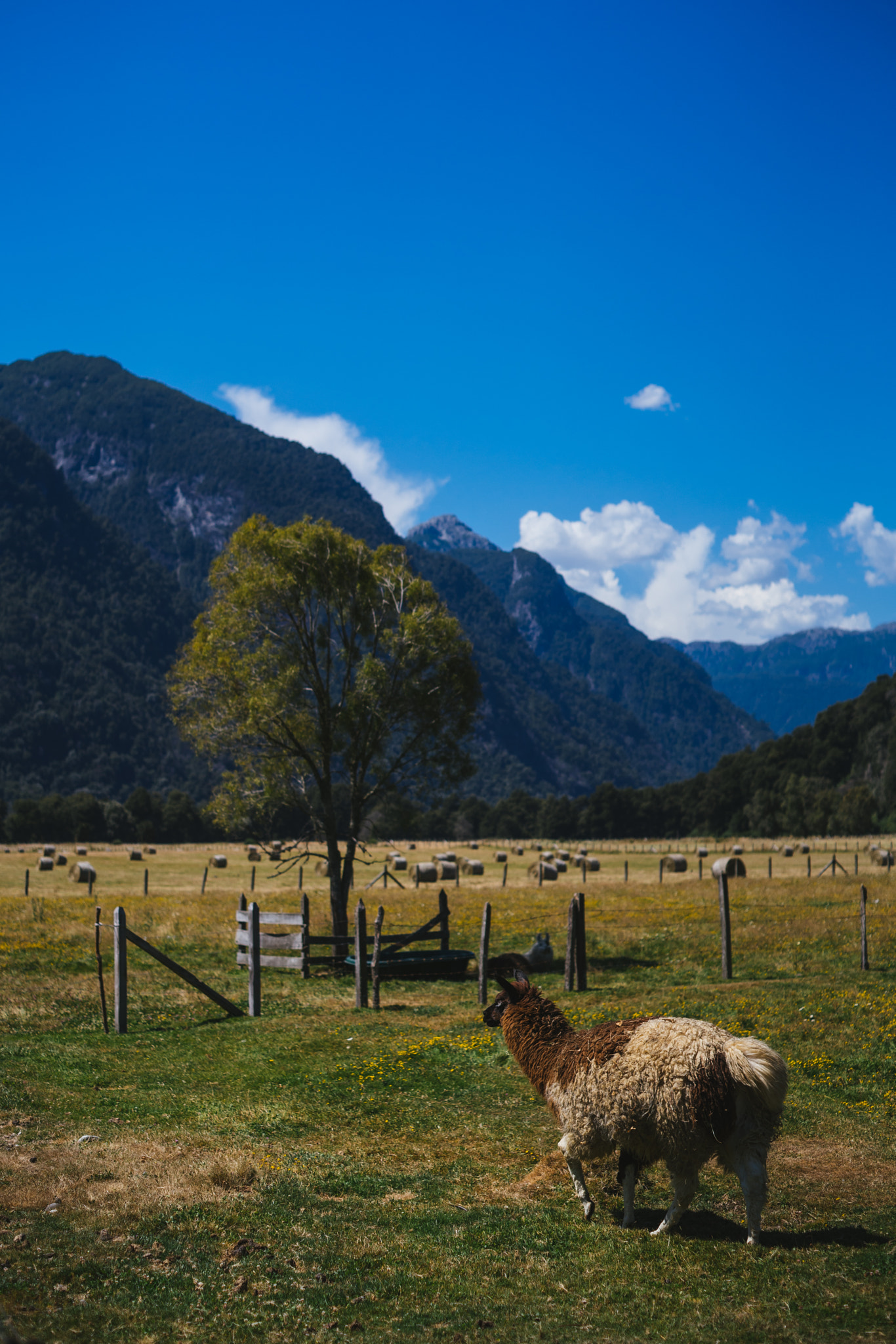 E 50mm F2 sample photo. Mountain life photography