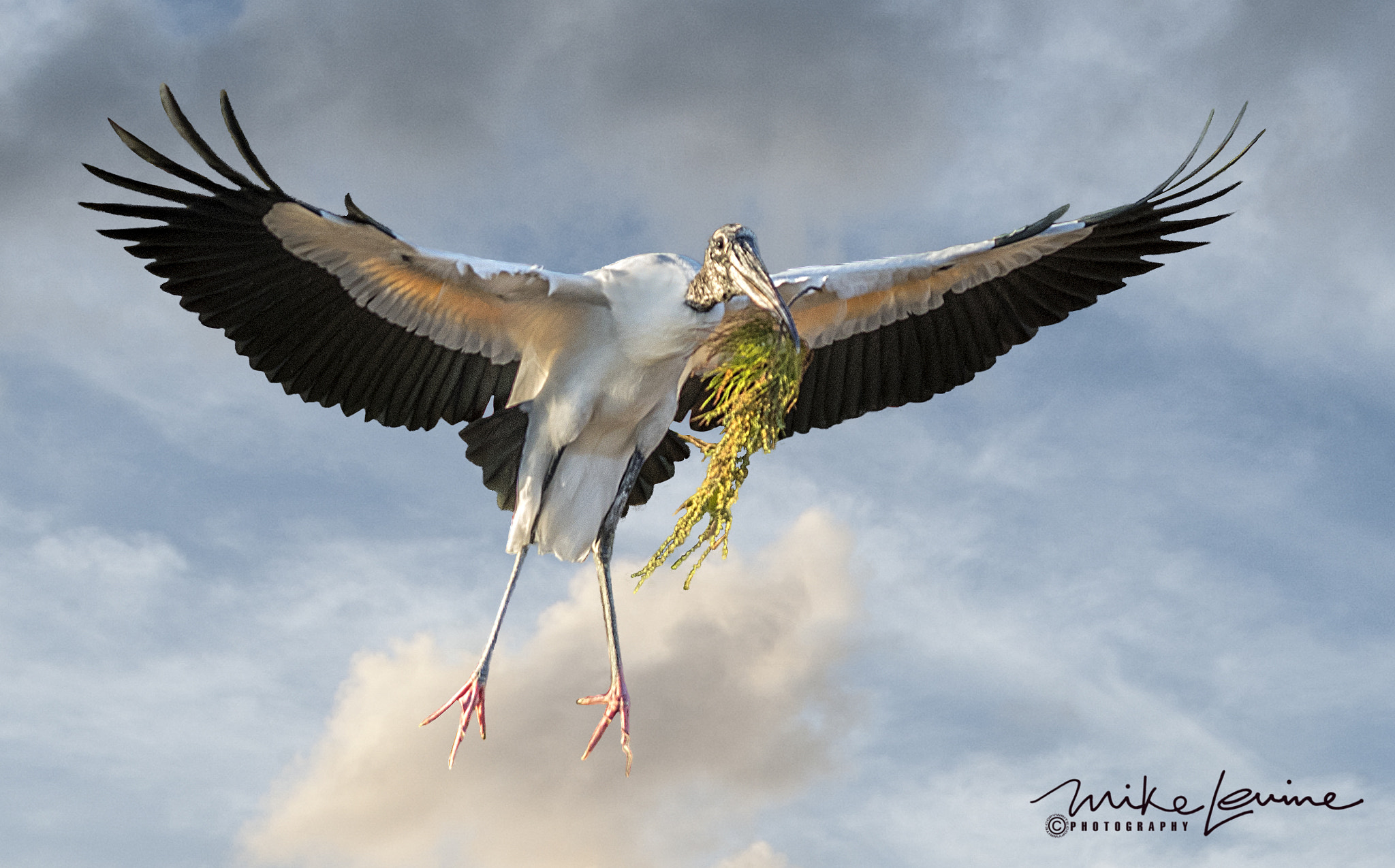 Nikon AF-S Nikkor 300mm F2.8G ED VR II sample photo. Wood stork photography