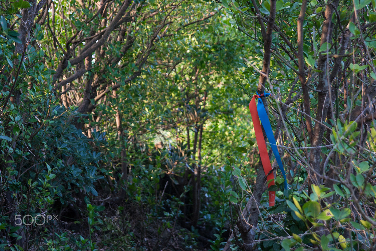 Canon EF 24-85mm F3.5-4.5 USM sample photo. Forest path photography