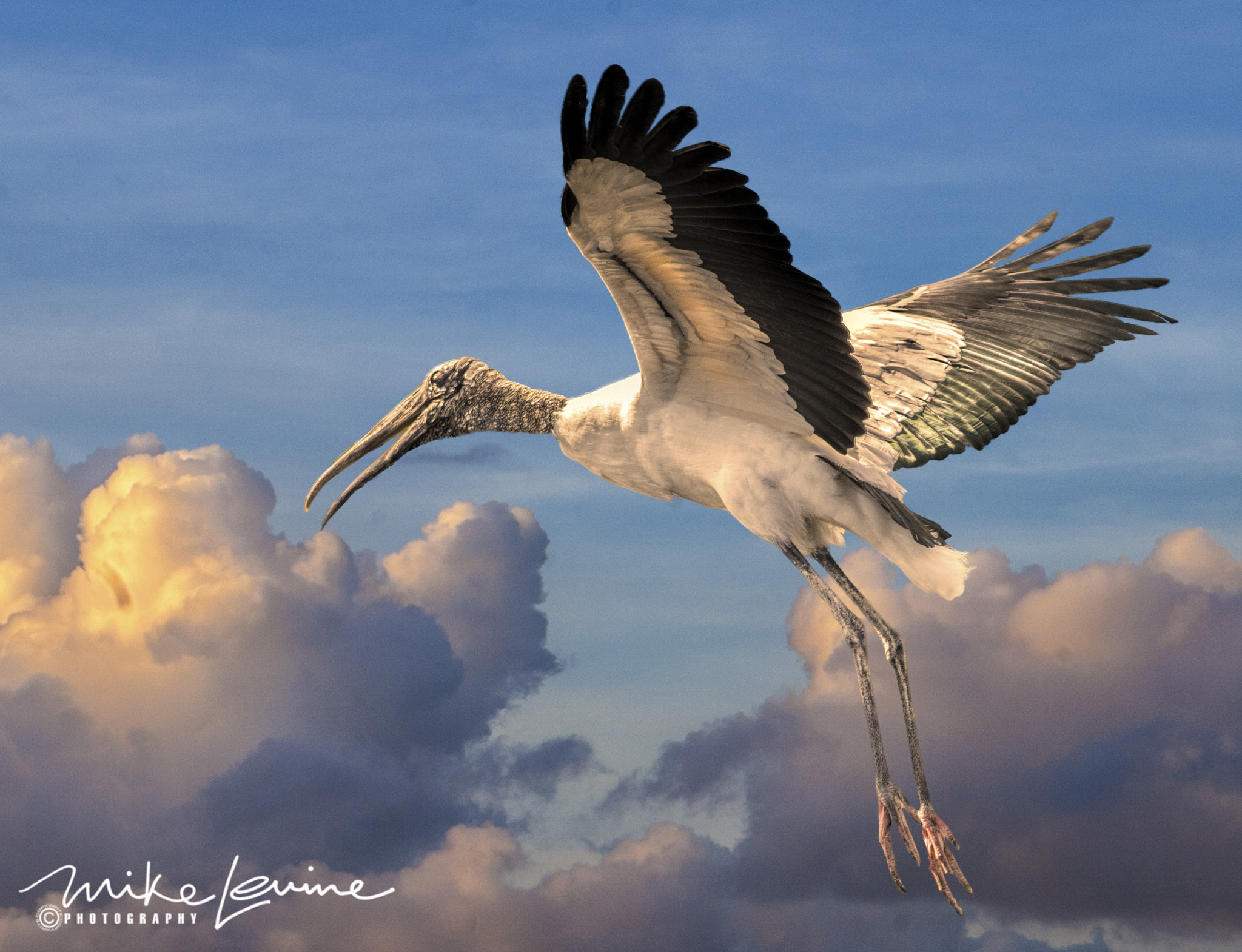 Nikon AF-S Nikkor 300mm F2.8G ED VR II sample photo. Wood stork photography
