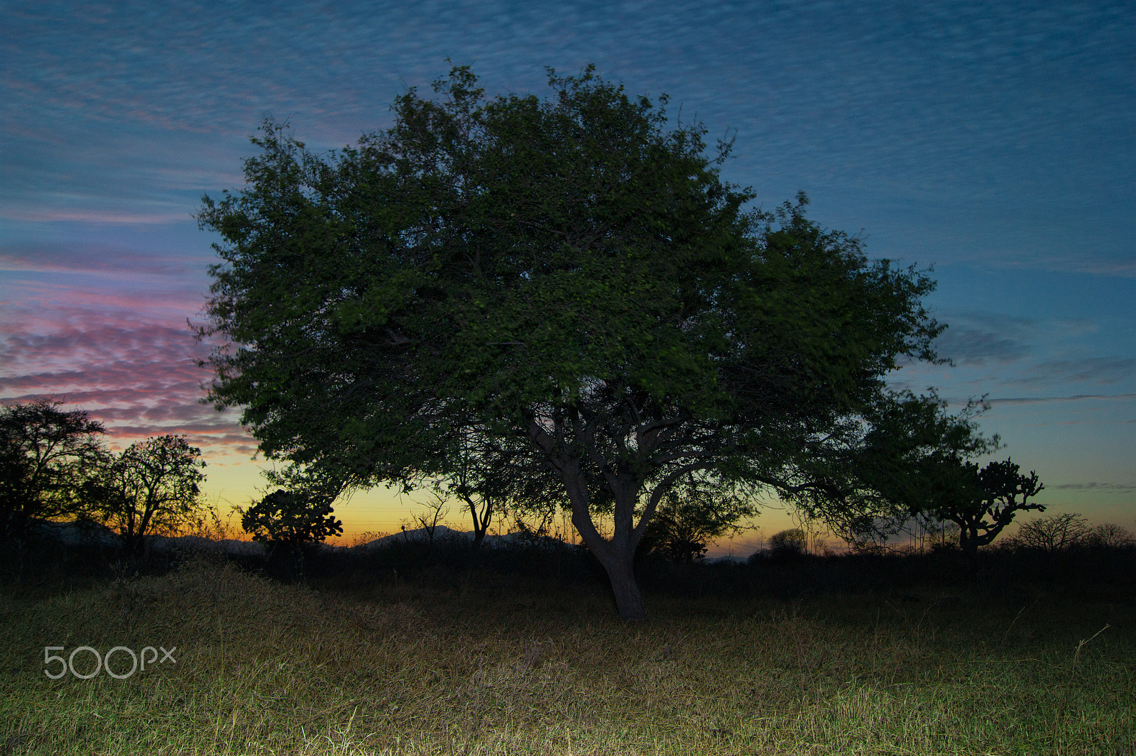 Sony Alpha DSLR-A380 sample photo. Tree at dusk photography