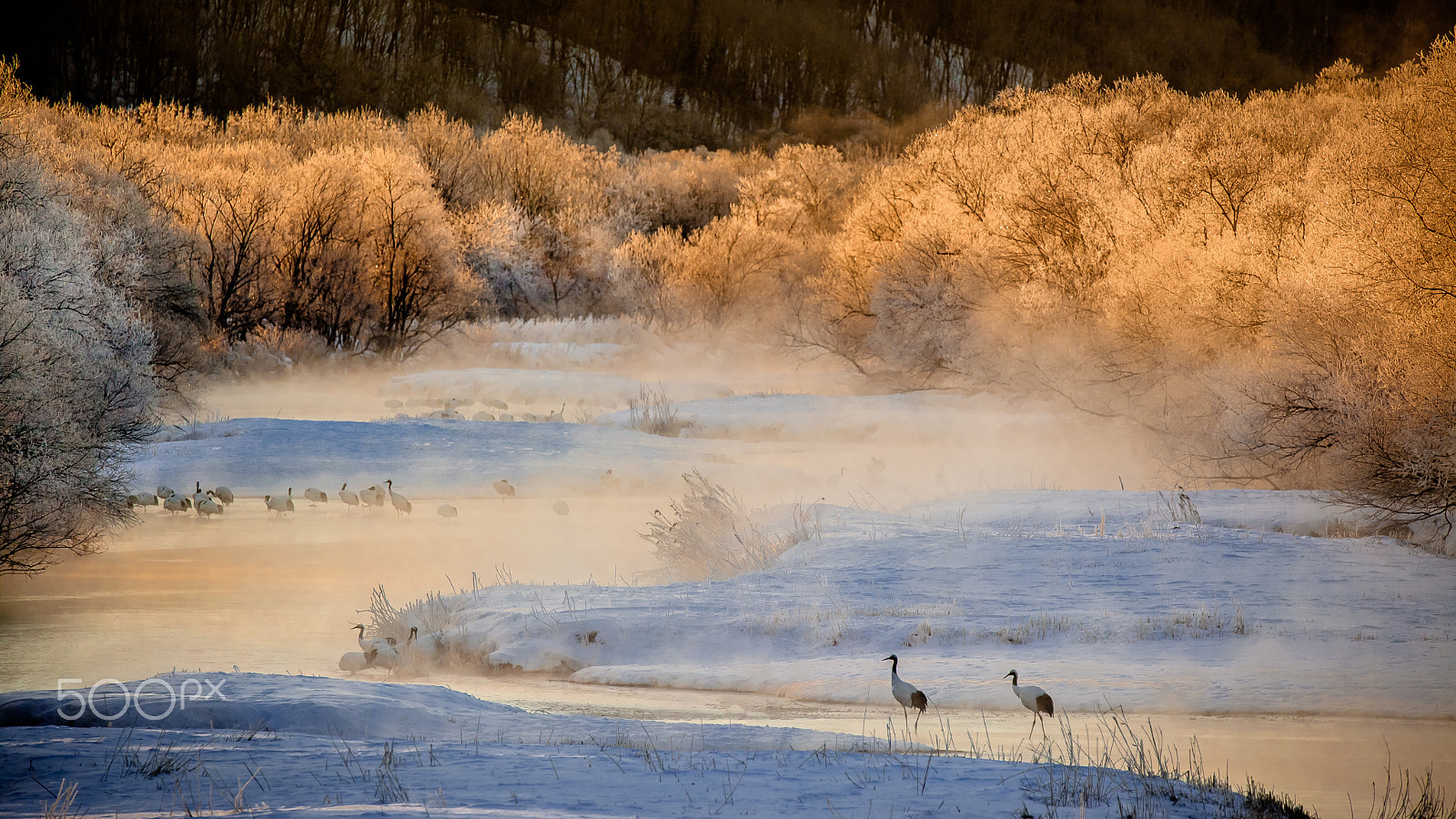 Tamron SP 150-600mm F5-6.3 Di VC USD sample photo. God of the damp plain photography