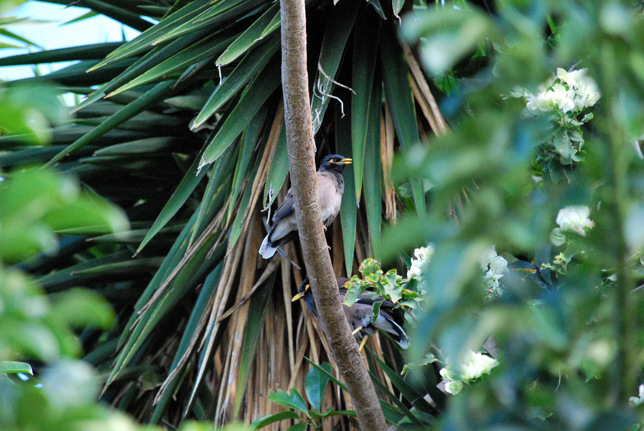 Nikon D60 sample photo. Staring down photography