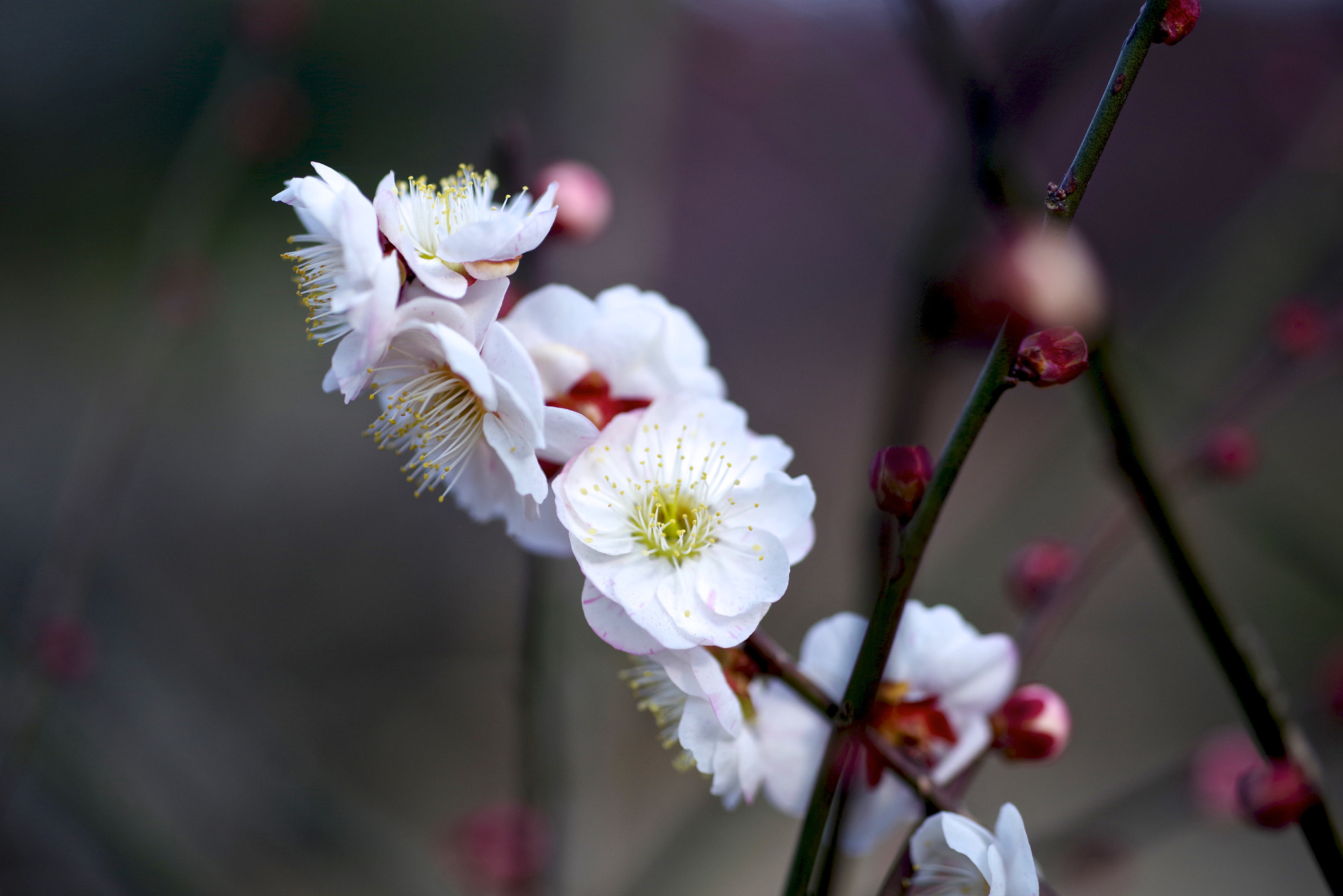 Pentax K-1 + Sigma sample photo. Red calyx photography