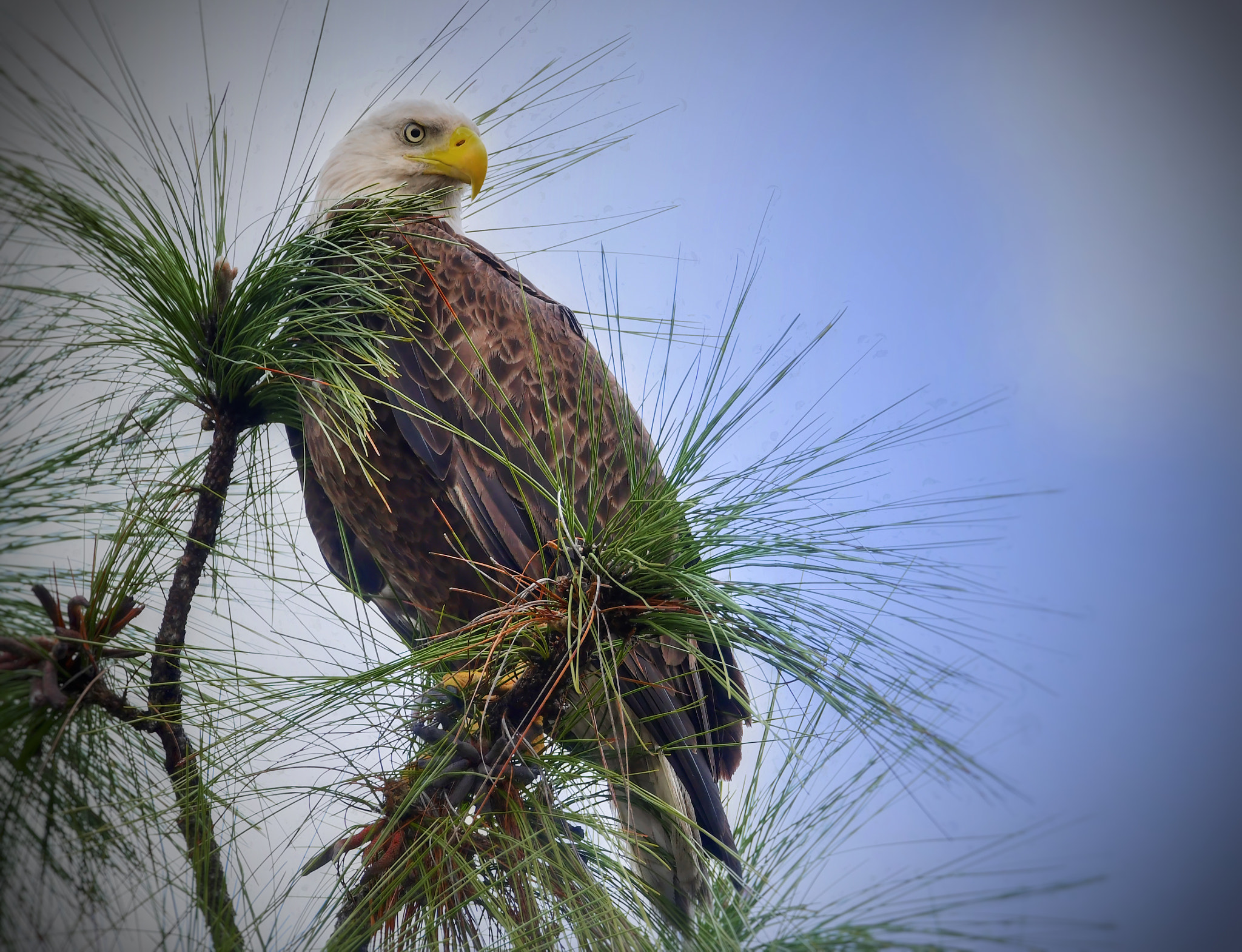 Nikon D500 + Sigma 50mm F2.8 EX DG Macro sample photo. Eagle01 photography