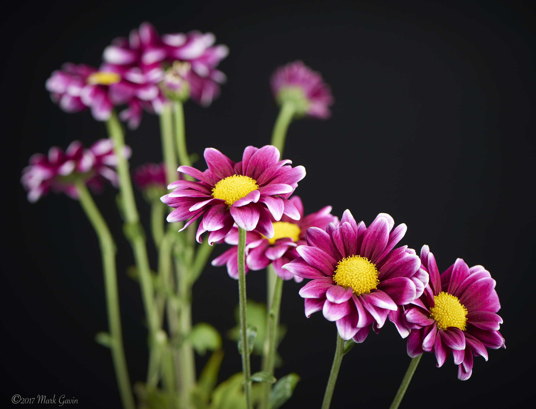 Nikon D800E + Nikon AF-S Micro-Nikkor 105mm F2.8G IF-ED VR sample photo. Yellow and purple flower 2 photography