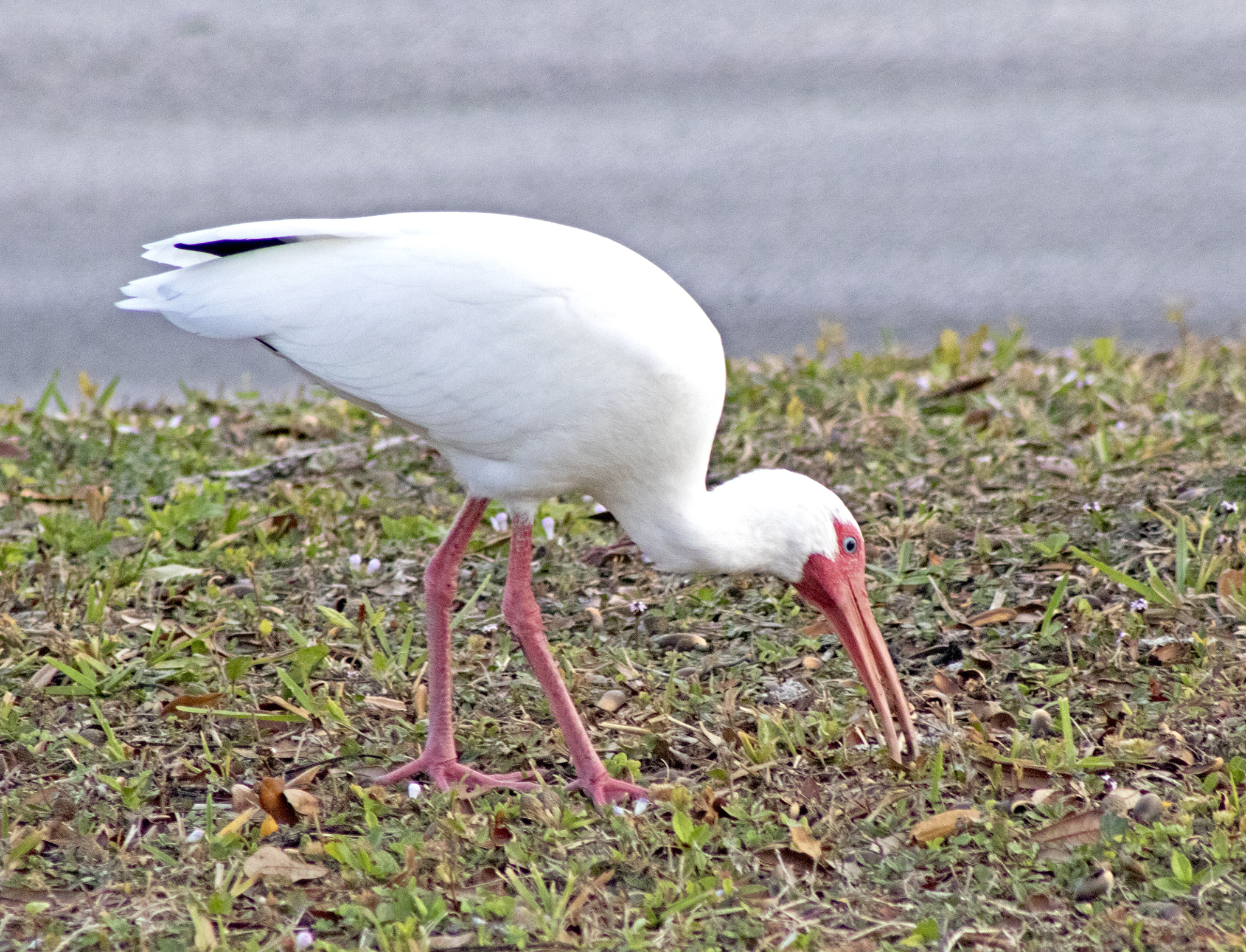 EF75-300mm f/4-5.6 sample photo. White ibis photography