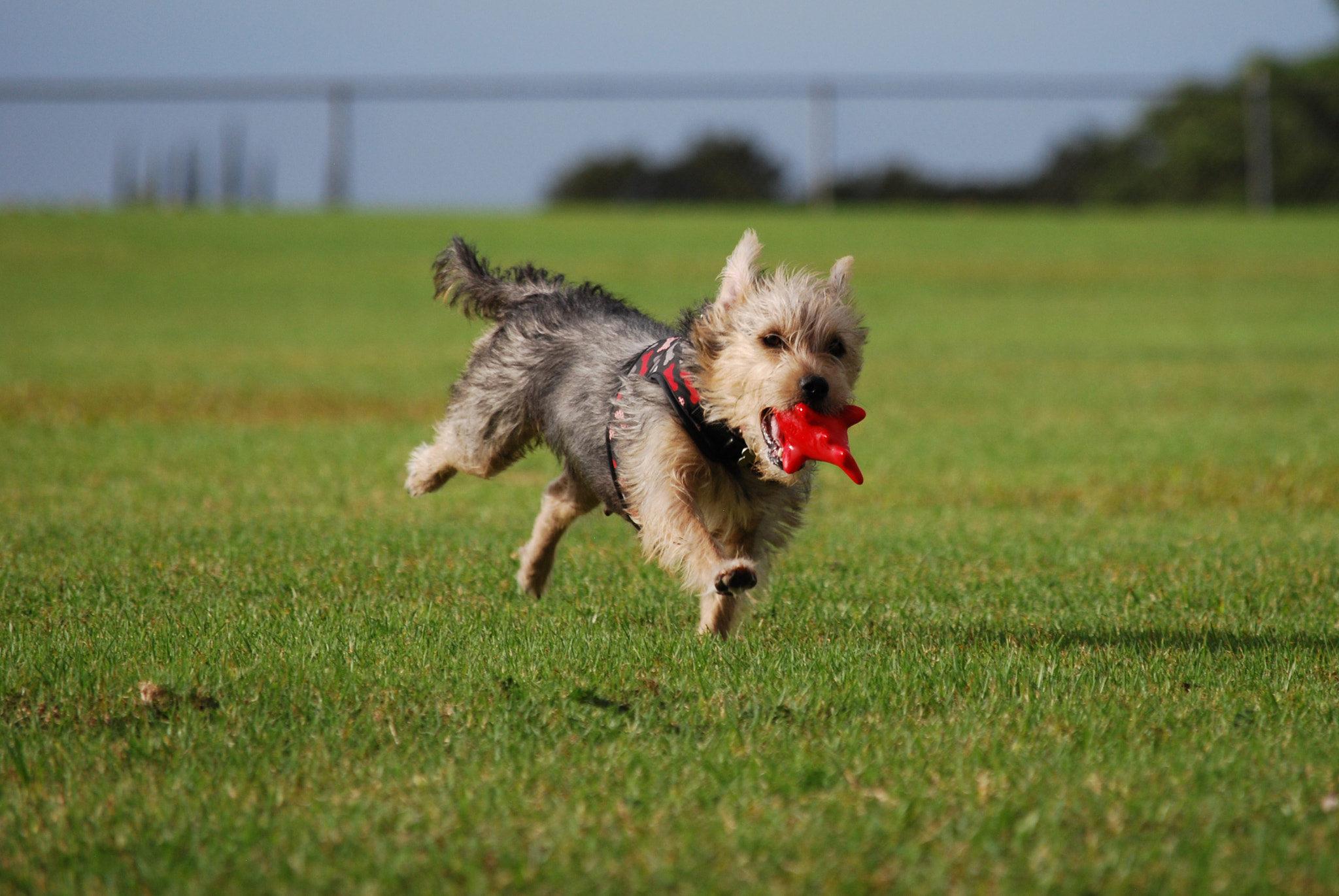 Nikon D60 sample photo. Playing, having fun photography