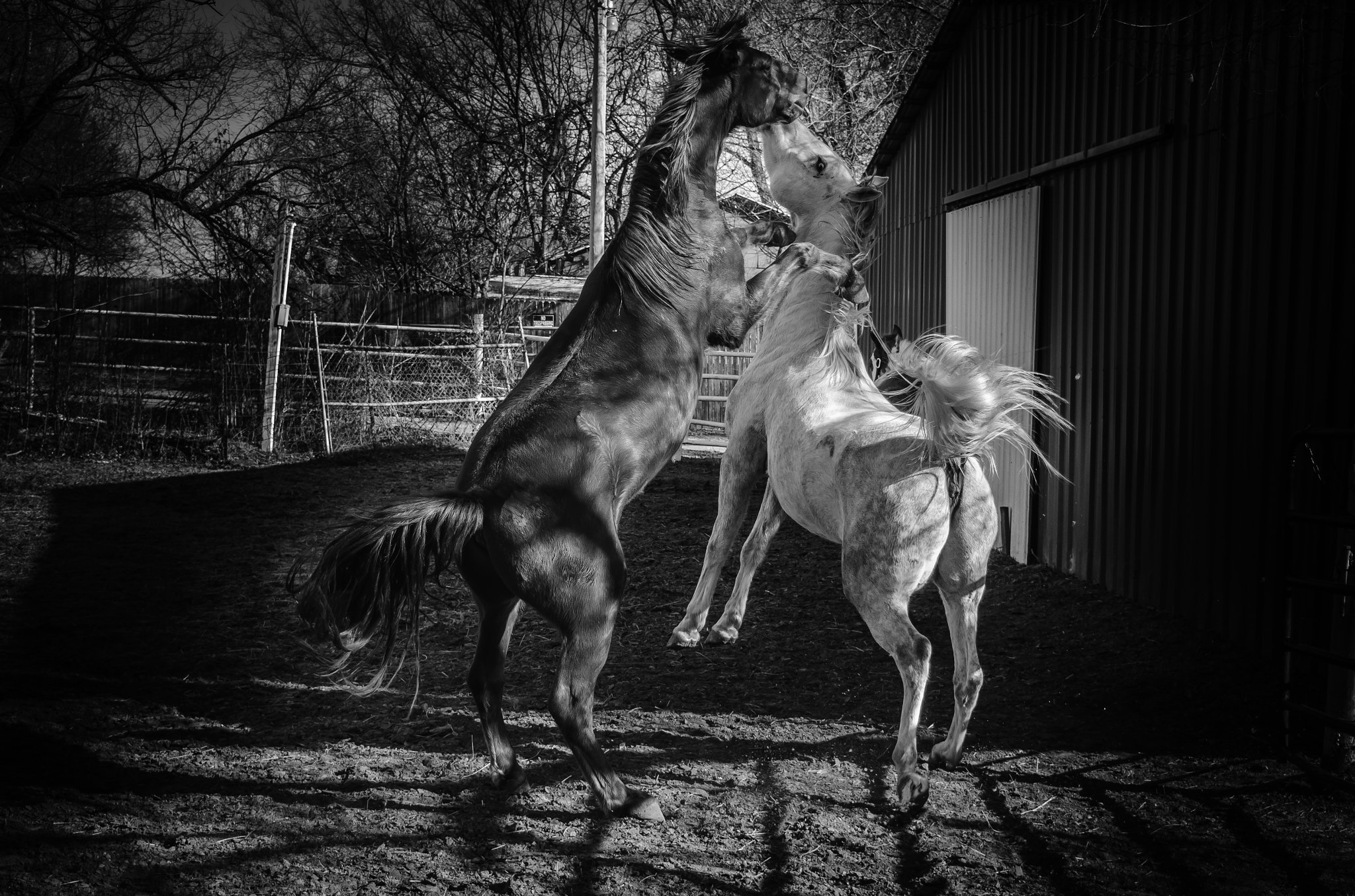 Nikon D7000 sample photo. Horses at play photography