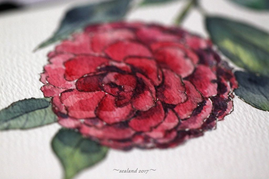 Canon EF 100mm F2.8L Macro IS USM sample photo. Camellia photography
