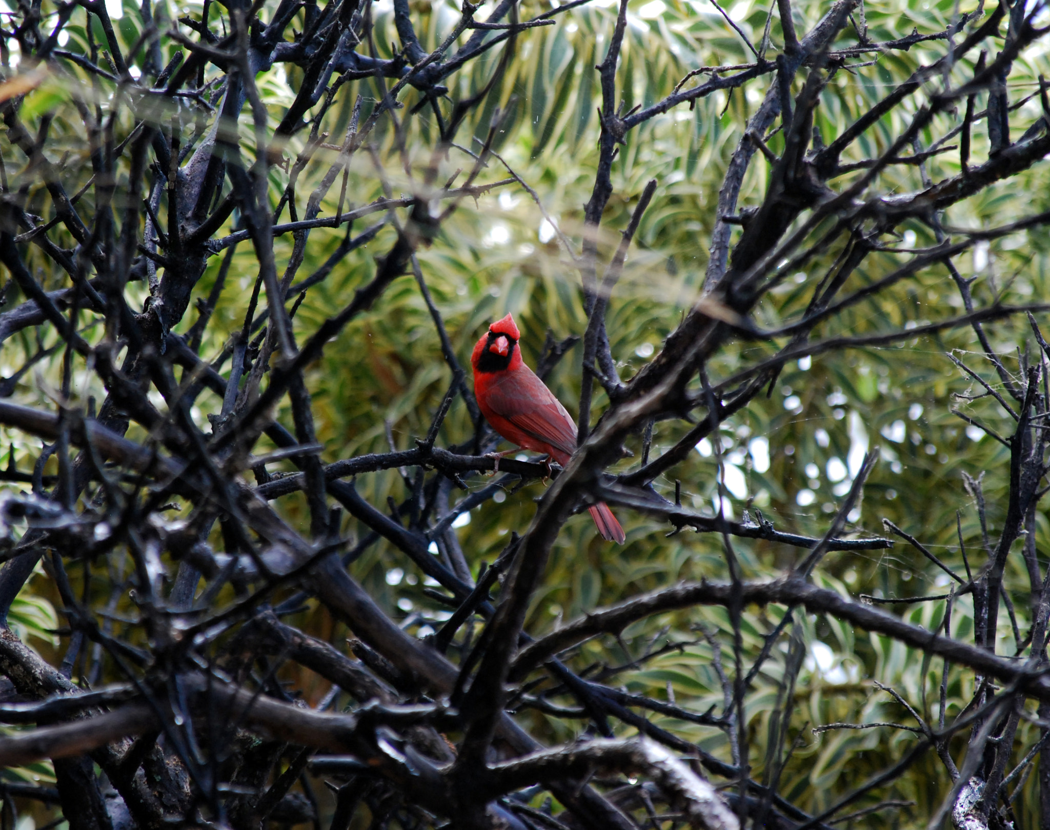 Nikon D60 sample photo. I can see you! photography