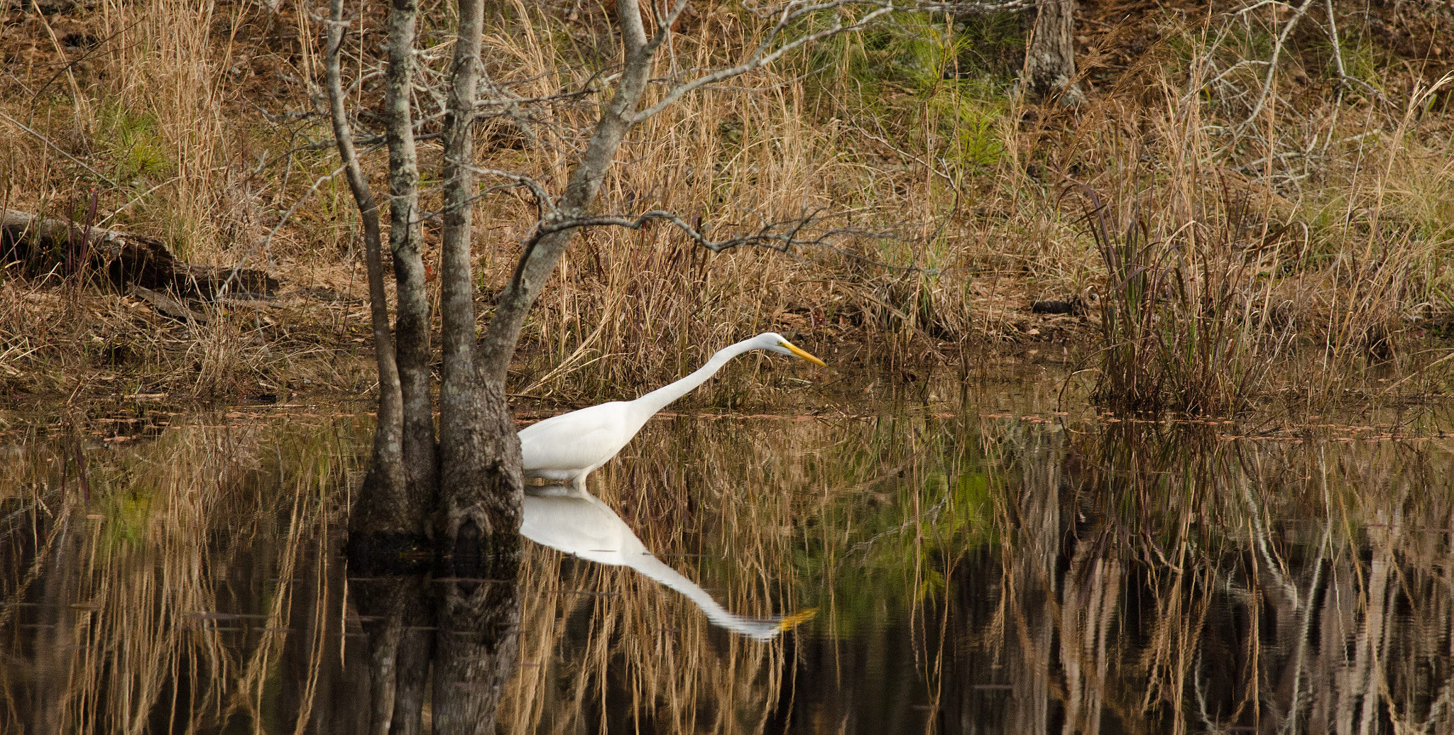 Nikon AF-S Nikkor 300mm F4D ED-IF sample photo. Mirror photography