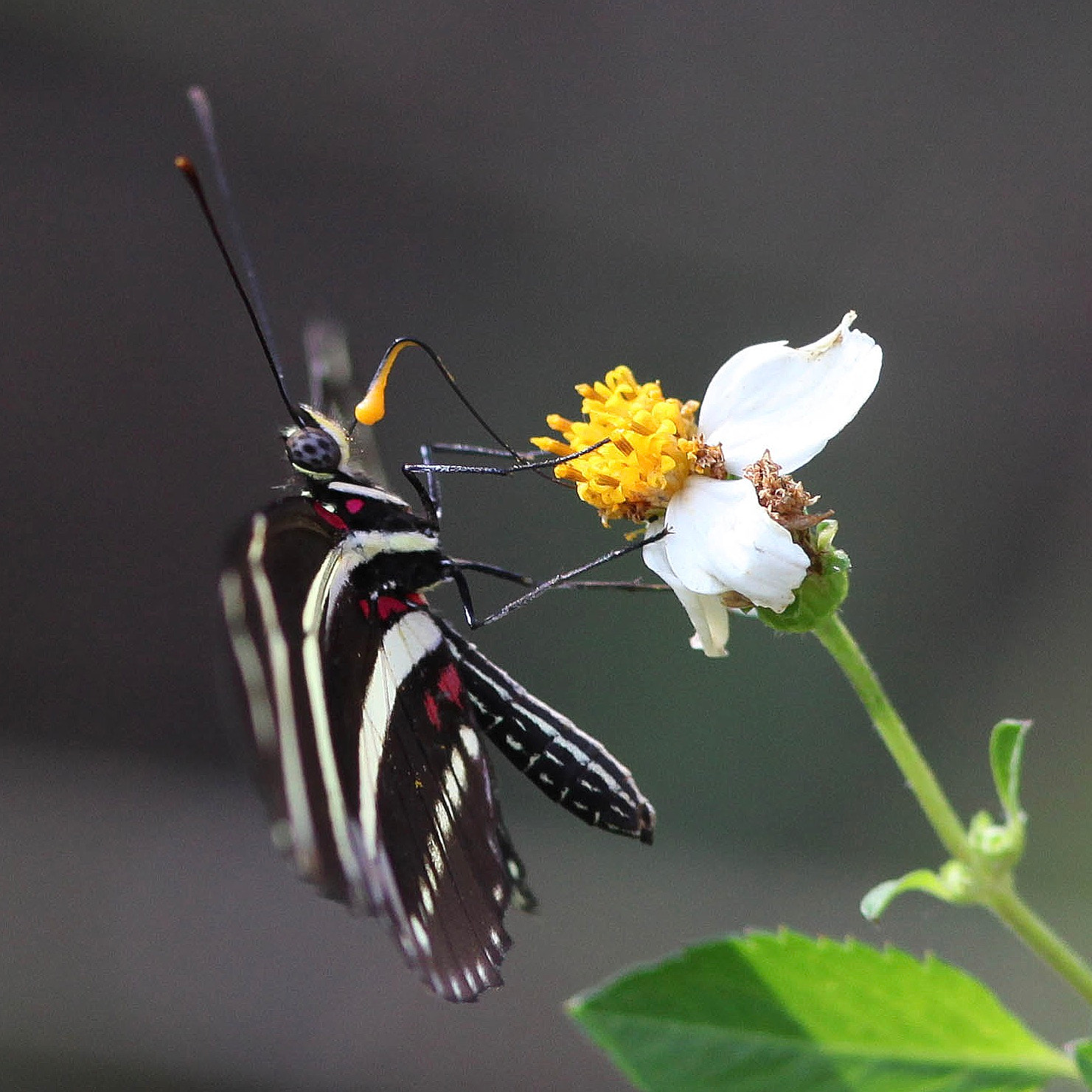 Canon EF 300mm F4L IS USM sample photo