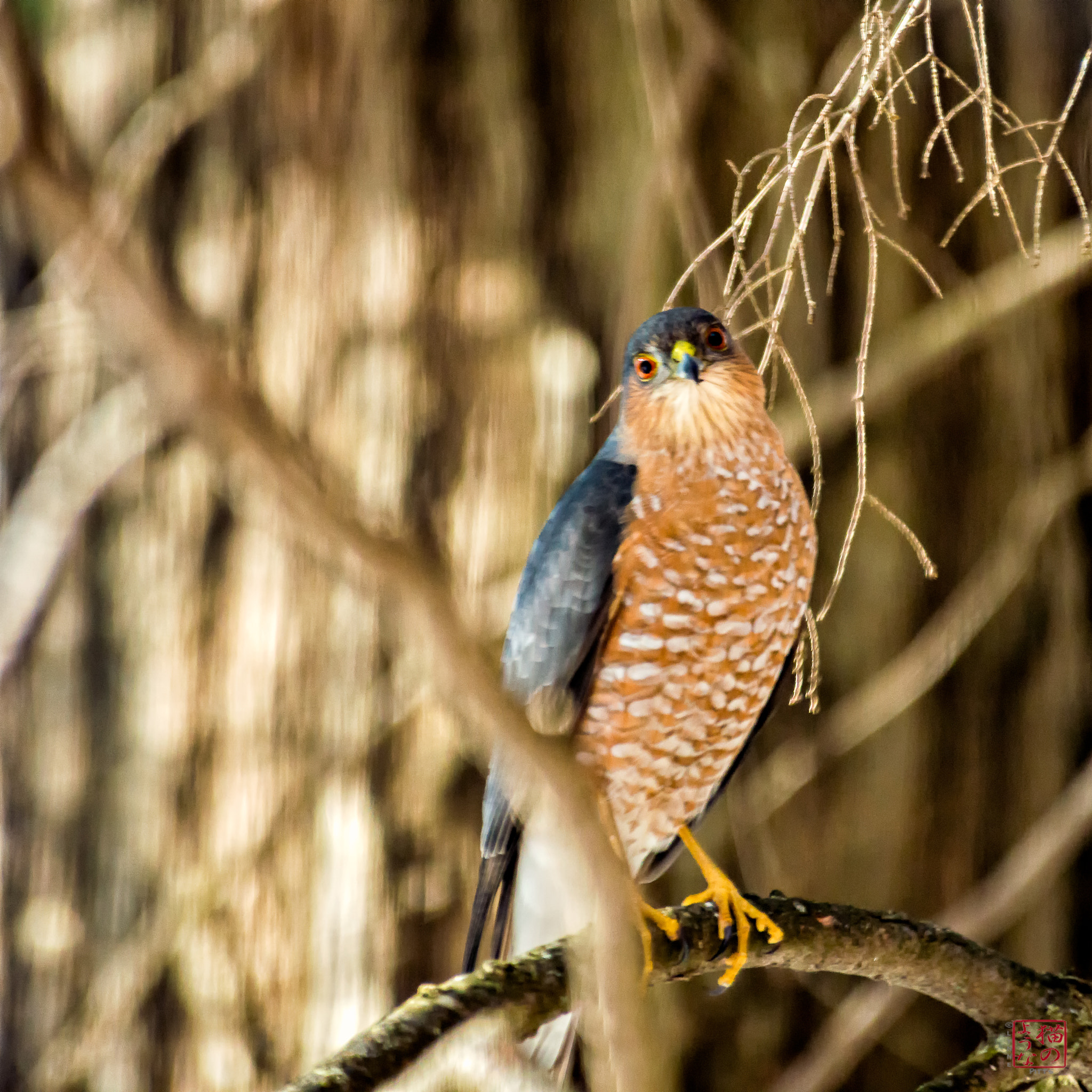 Nikon D800 sample photo. Hawk on the hunt photography