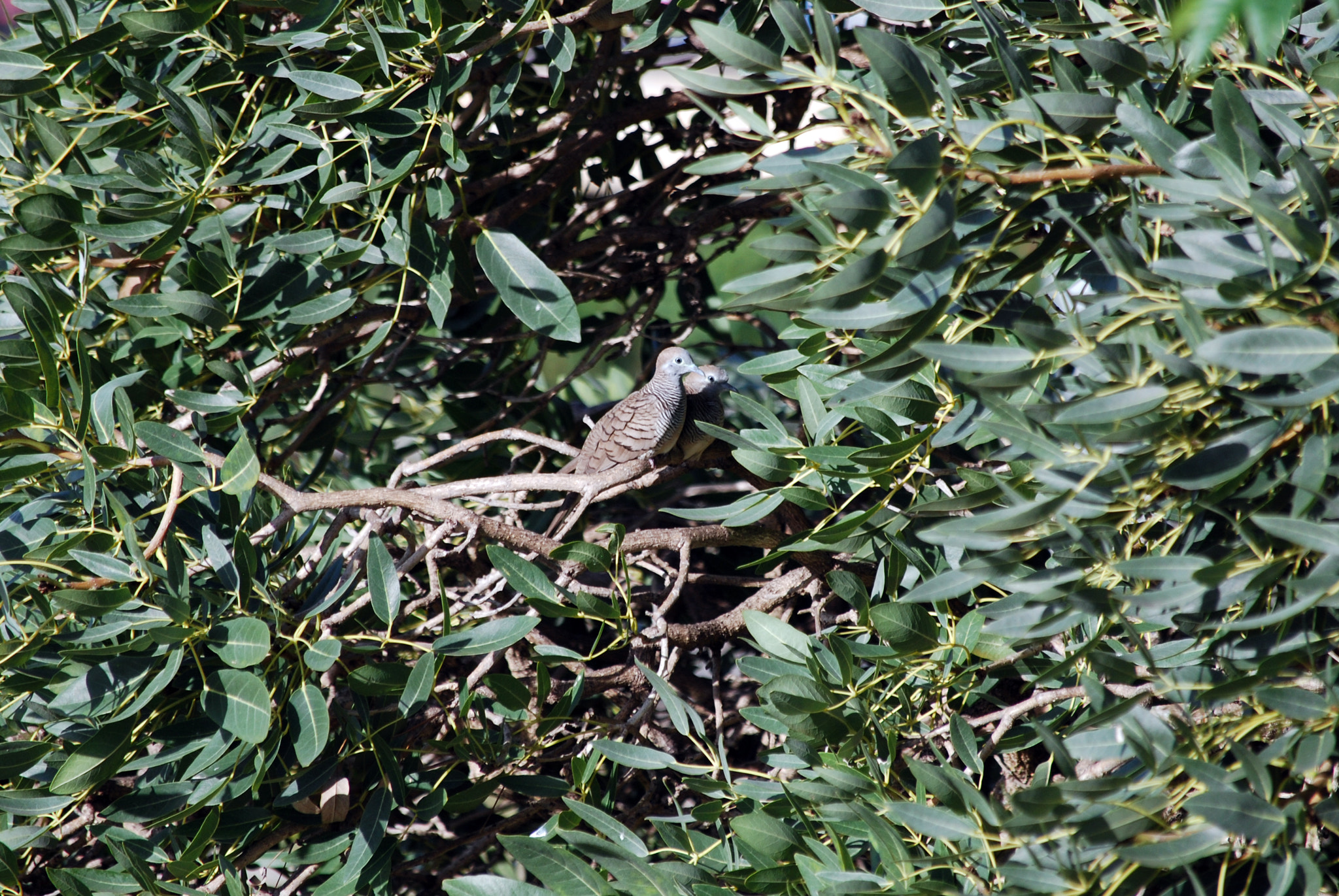 Nikon D60 sample photo. Perching together photography